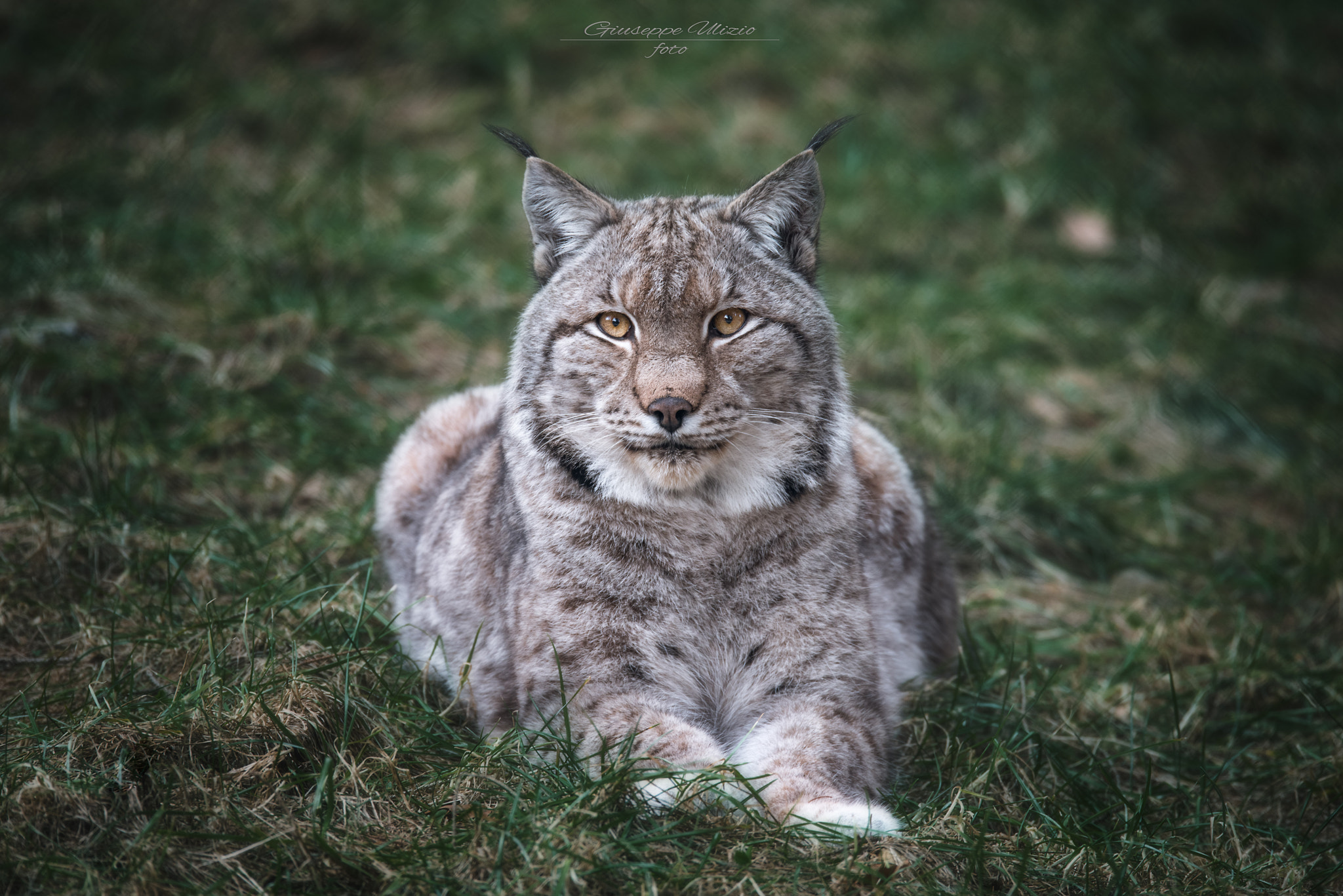 Sigma 150-600mm F5-6.3 DG OS HSM | S sample photo. Lynx photography