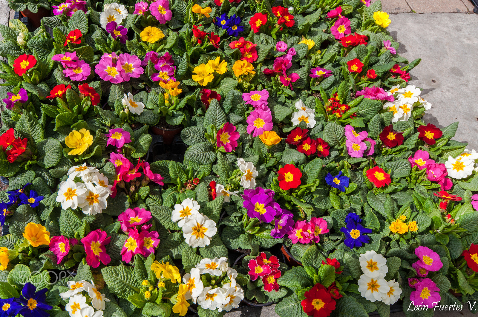 Sigma 10-20mm F4-5.6 EX DC HSM sample photo. Flores. flowers. photography