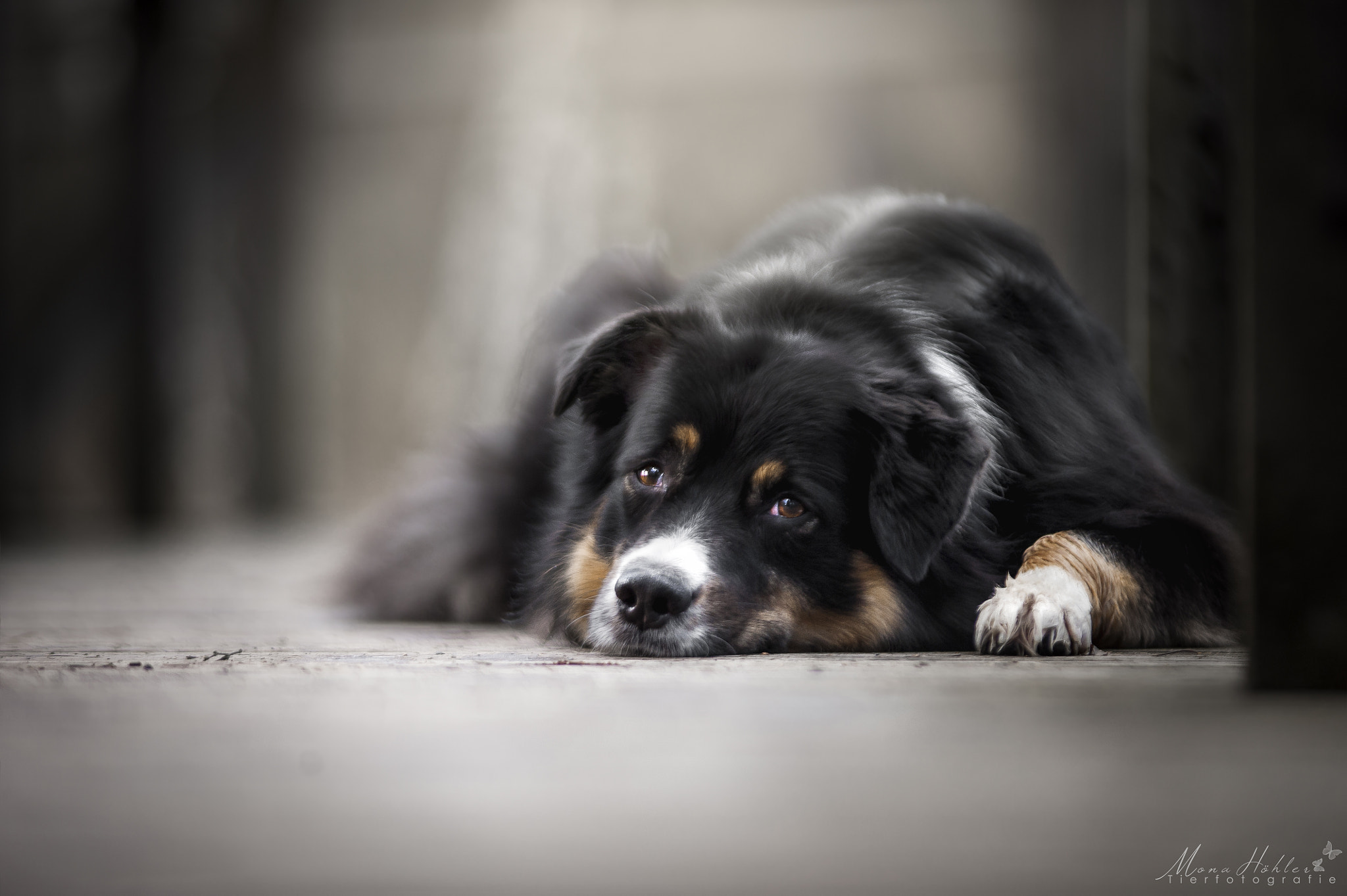 Nikon AF Nikkor 180mm F2.8D ED-IF sample photo. Cute koda photography