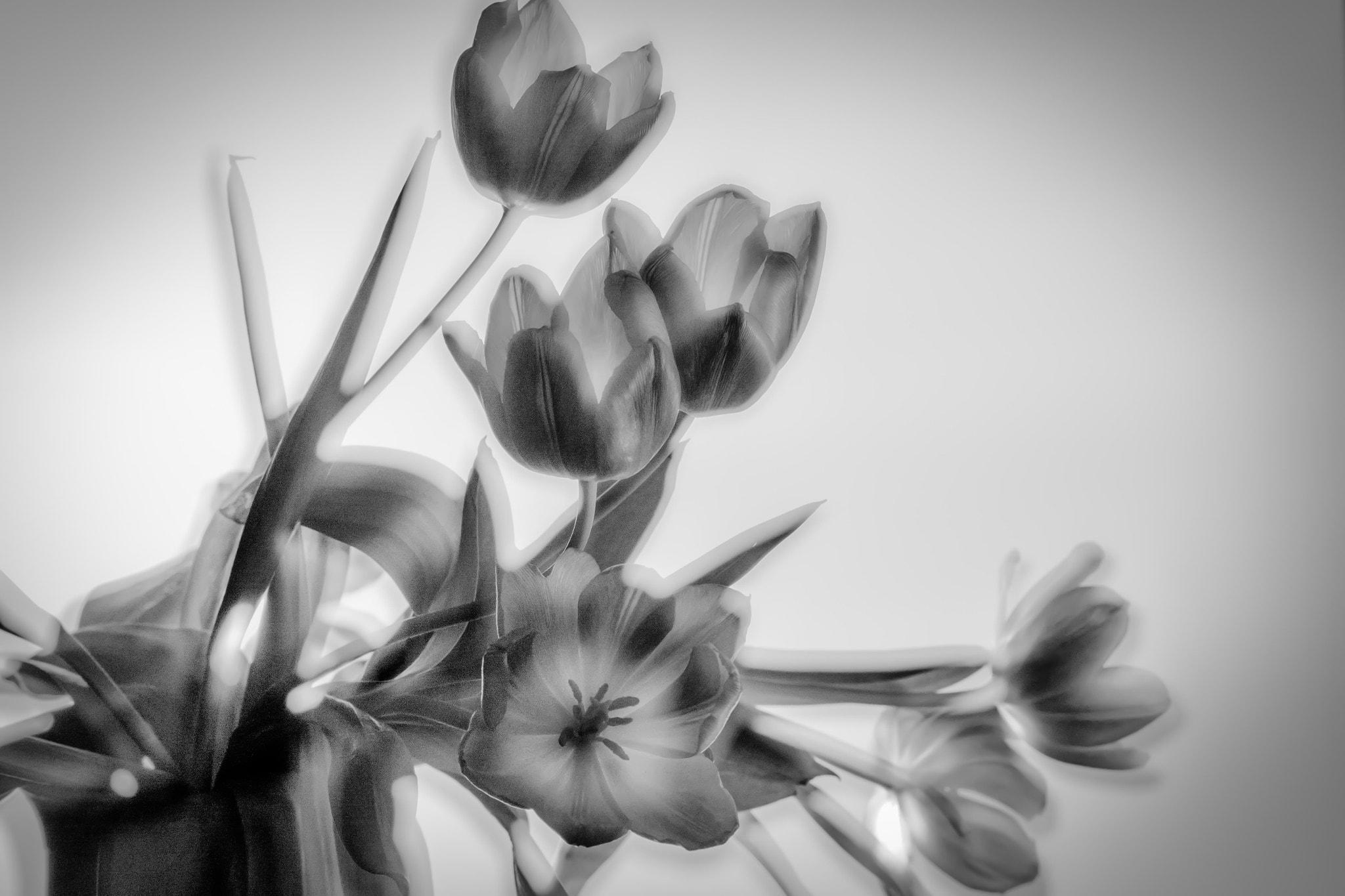 Panasonic Lumix G X Vario 35-100mm F2.8 OIS sample photo. Flowers photography
