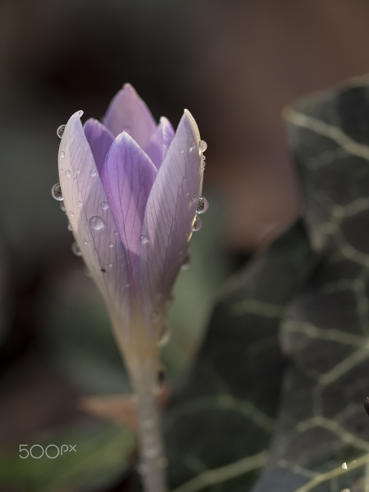 Olympus M.Zuiko Digital ED 60mm F2.8 Macro sample photo. Crocus photography