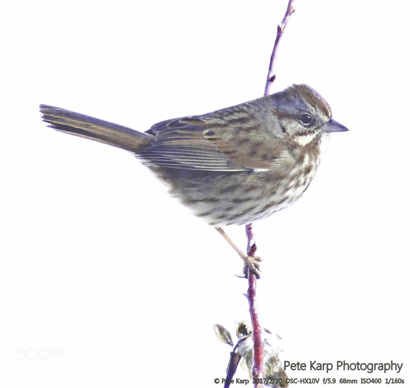 Sony Cyber-shot DSC-HX10V sample photo. Song sparrow photography