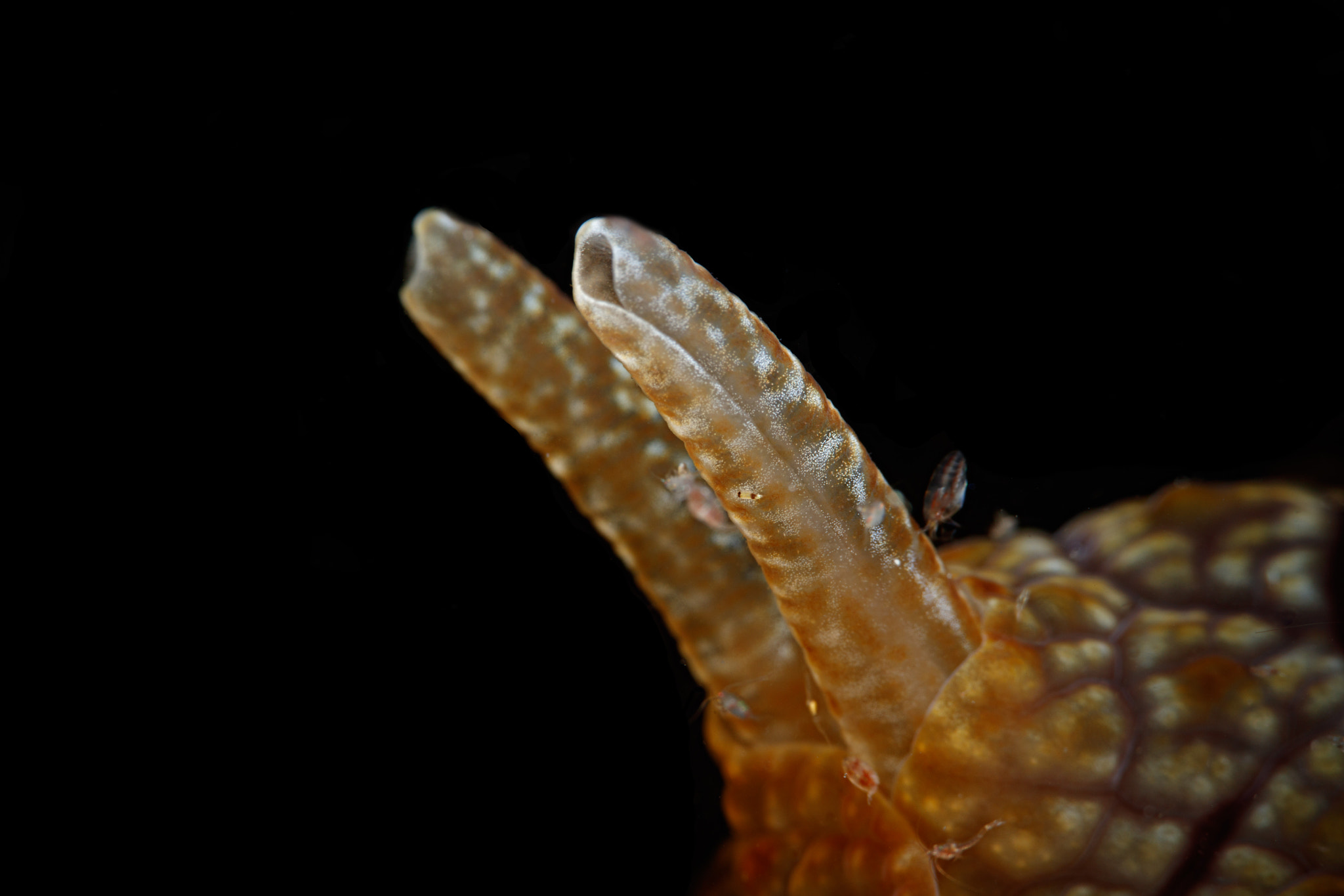 Canon EF 100mm F2.8L Macro IS USM sample photo. Nudibranch horns, pemuteran, bali photography
