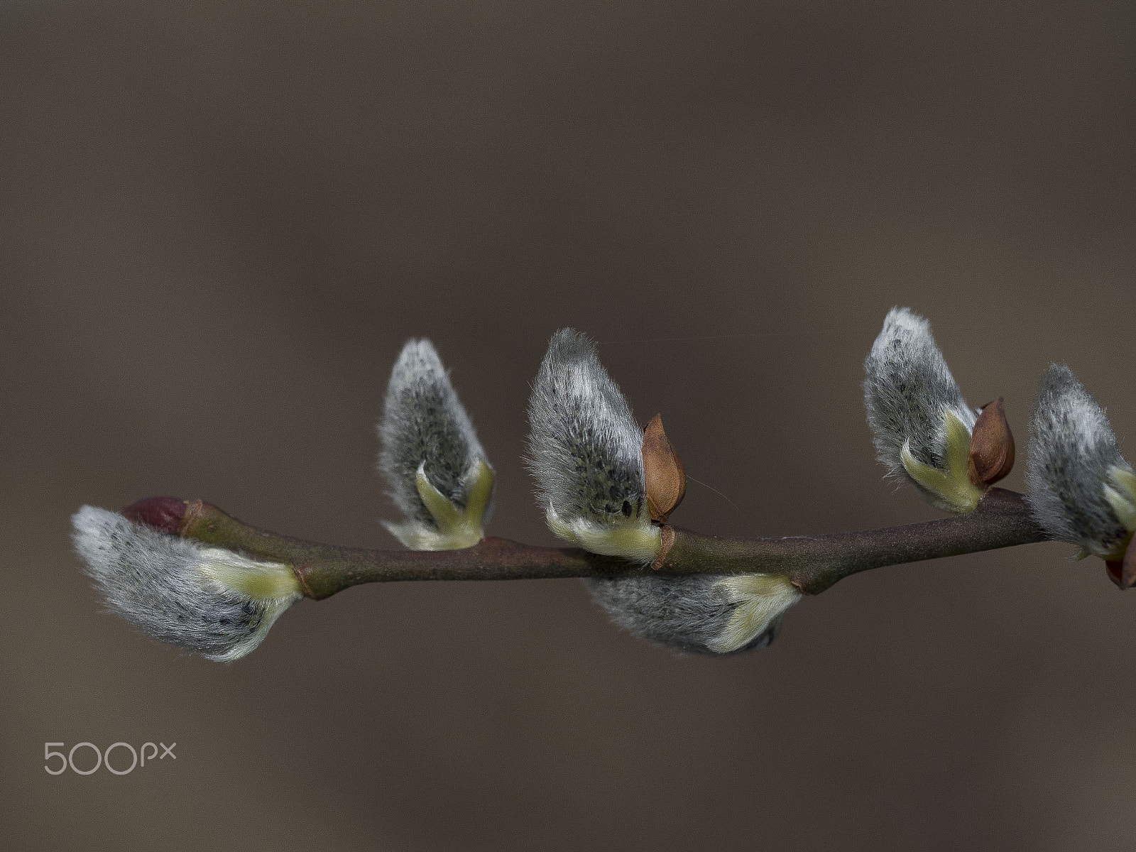 Olympus M.Zuiko Digital ED 60mm F2.8 Macro sample photo. Willow catkin photography