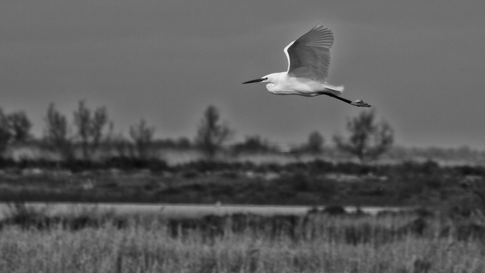 Pentax K-3 + smc PENTAX-FA J 75-300mm F4.5-5.8 AL sample photo. Flying bird camargue photography