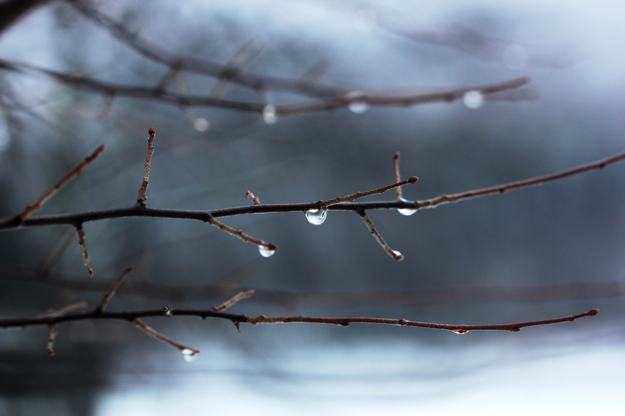 Canon EF-S 60mm F2.8 Macro USM sample photo. January photography