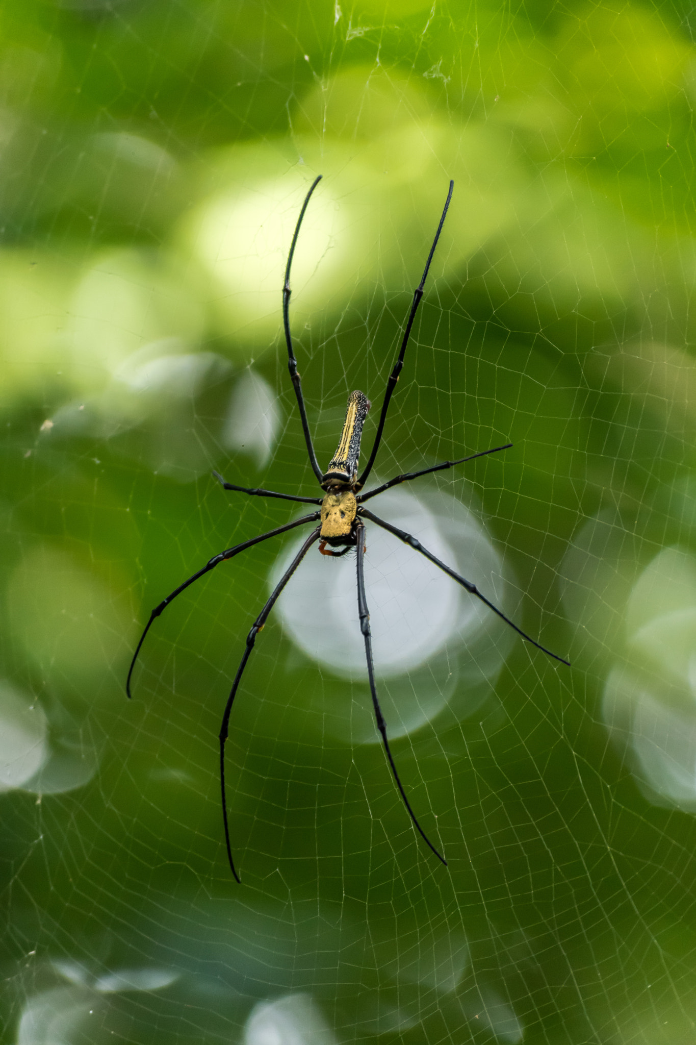 Nikon D5500 sample photo. Giant golden orb weaver photography