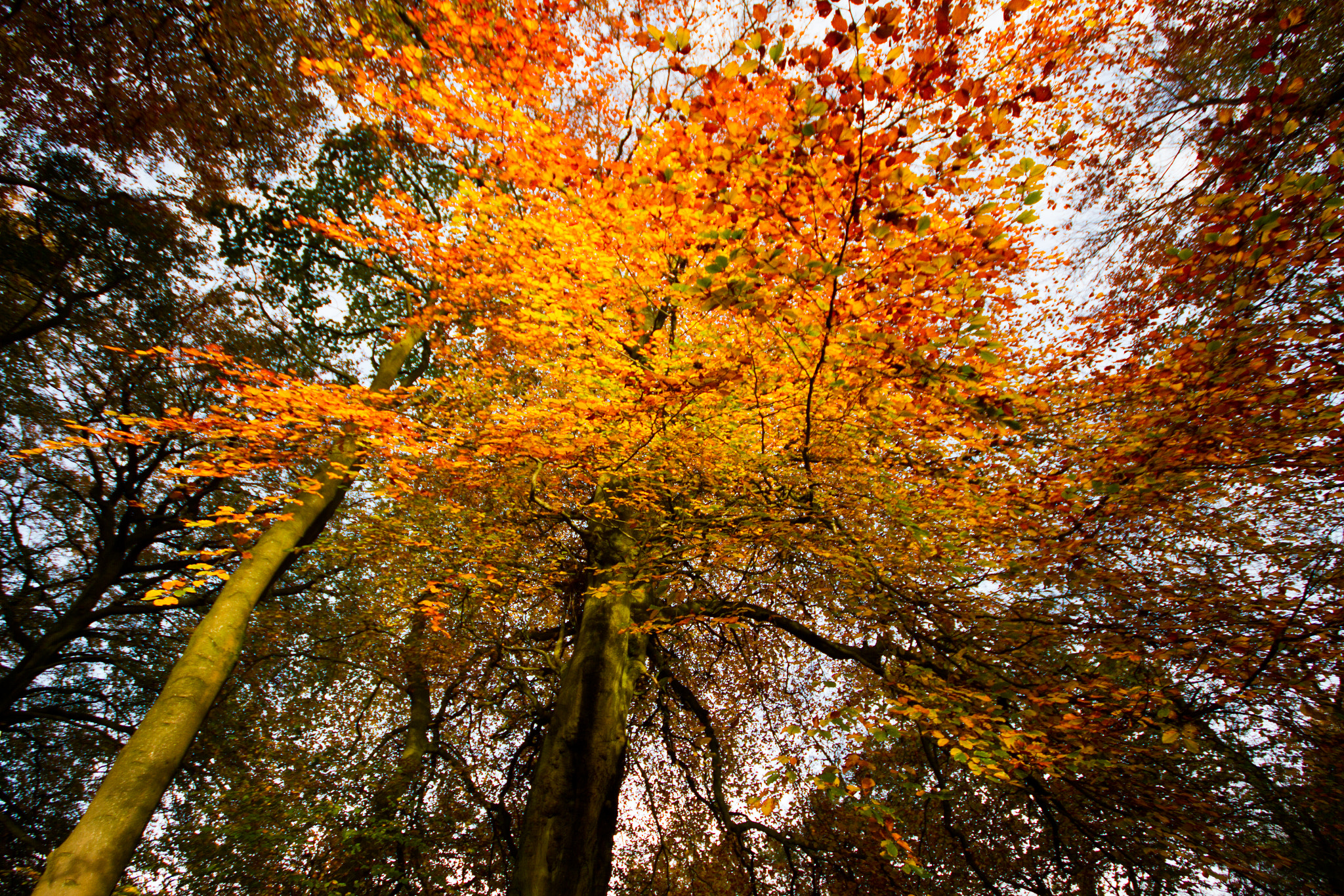 Canon EOS 7D + Sigma 10-20mm F4-5.6 EX DC HSM sample photo. Festive giant photography