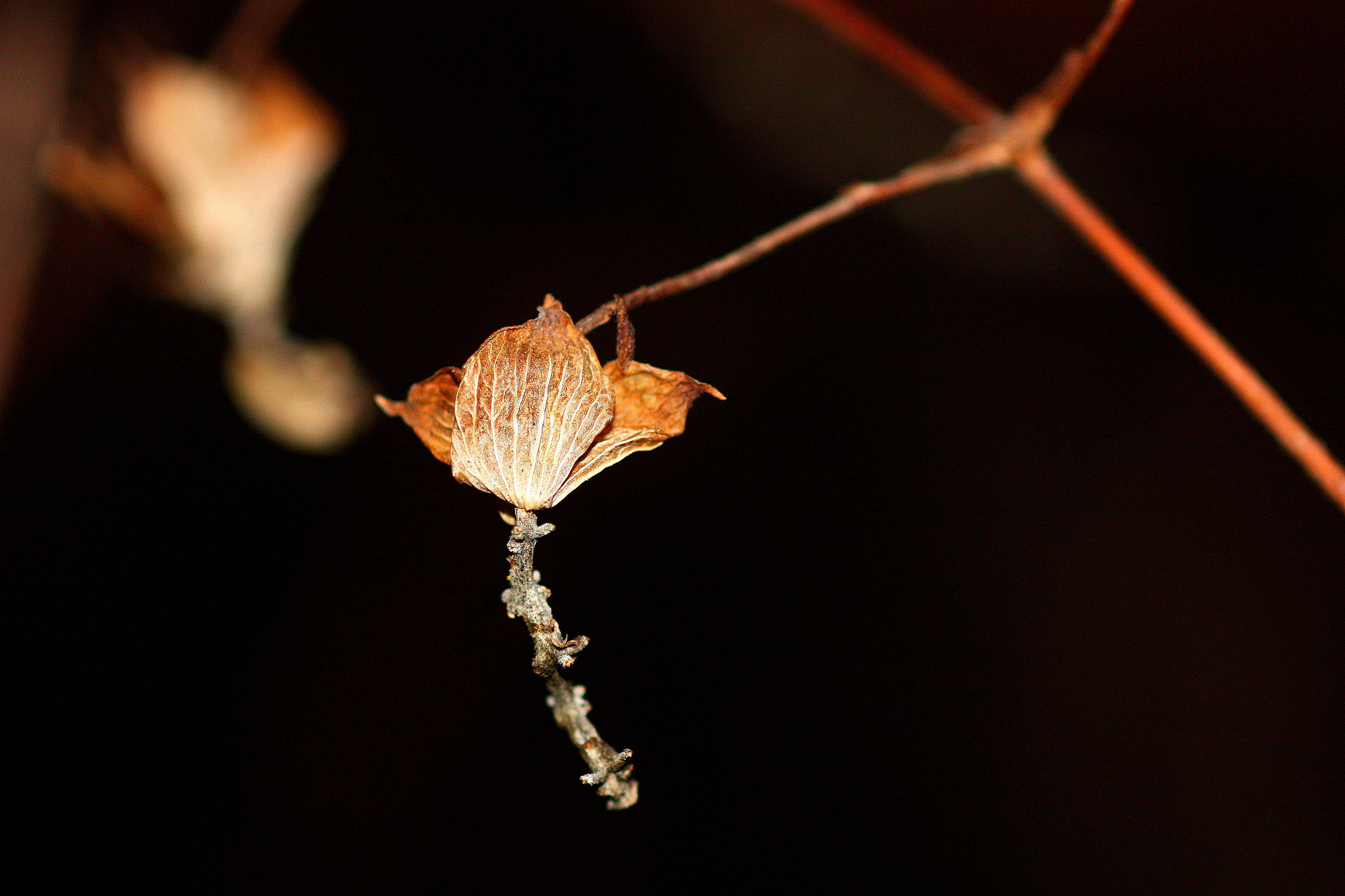 Canon EF 100mm F2.8 Macro USM sample photo