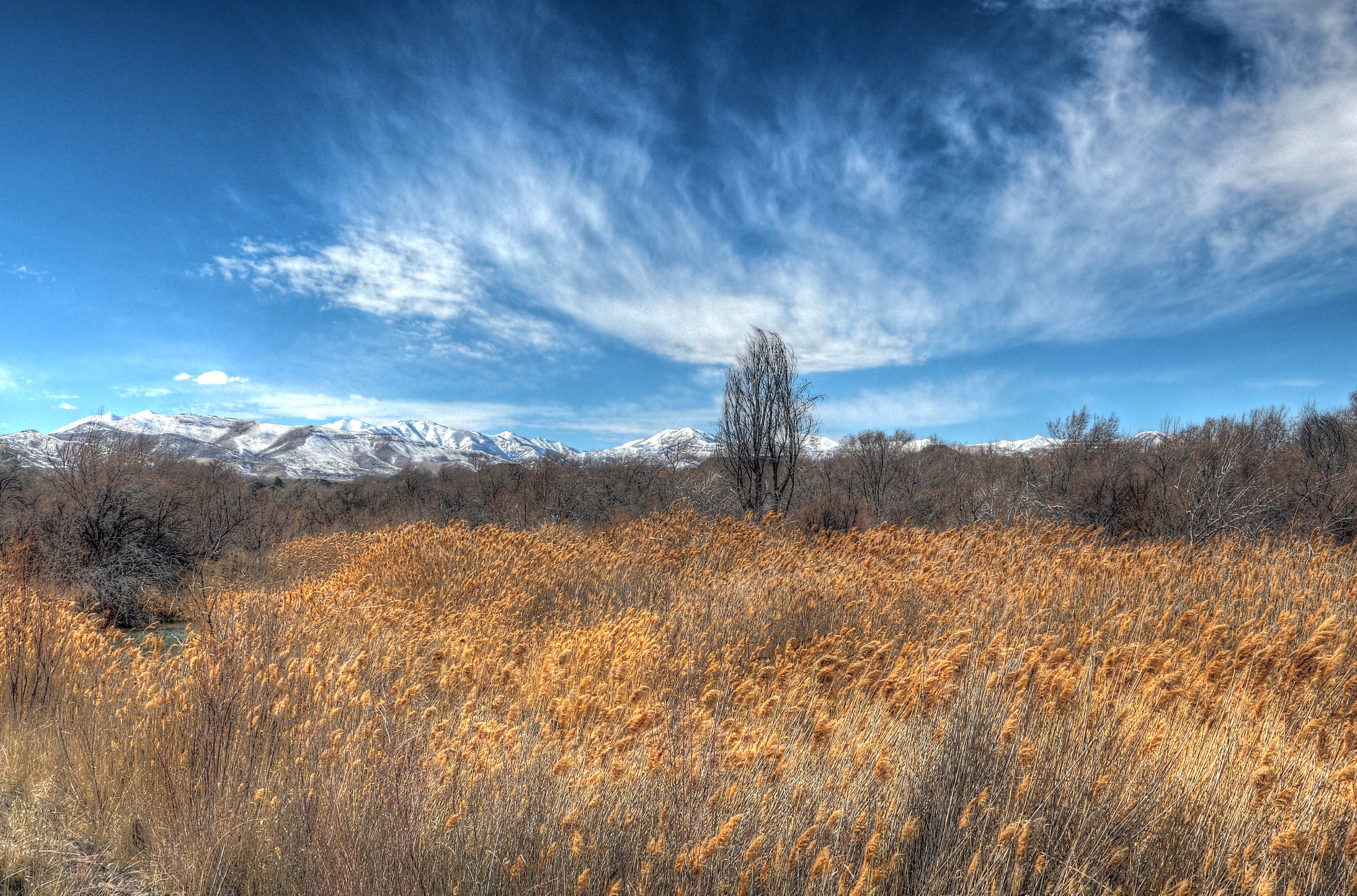 Canon EOS 700D (EOS Rebel T5i / EOS Kiss X7i) sample photo. Are these my reeds? photography