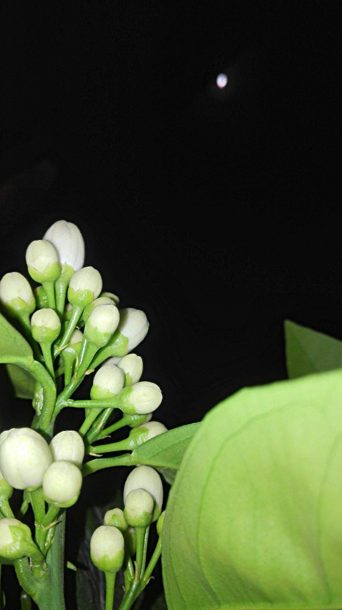 HUAWEI Cherry Mini sample photo