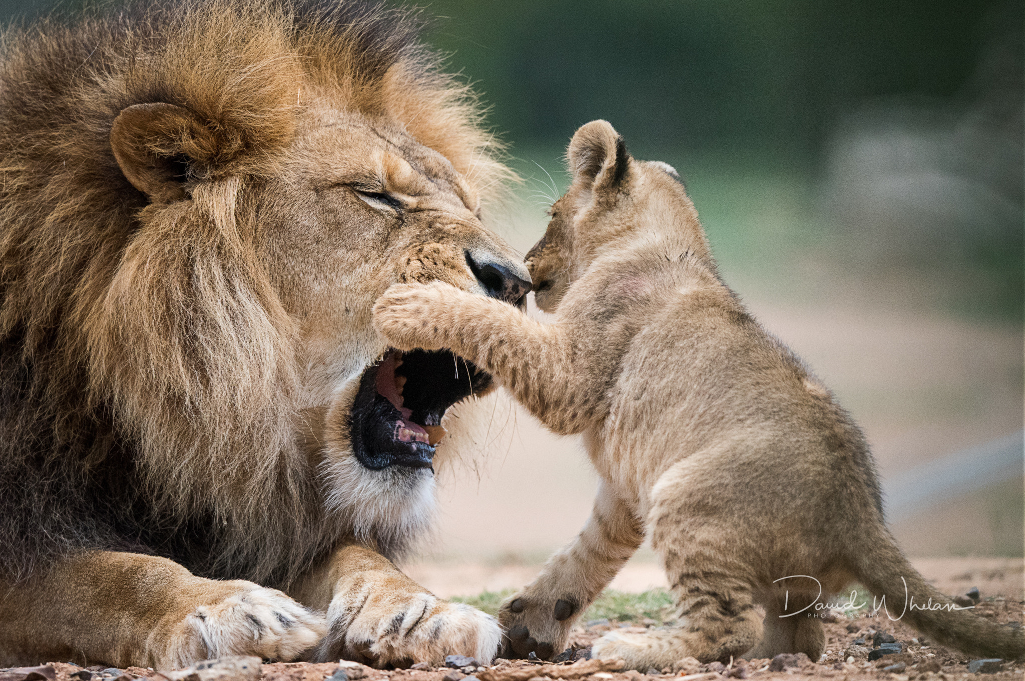 Nikon AF-S Nikkor 400mm F2.8E FL ED VR sample photo. Playing with dad. photography