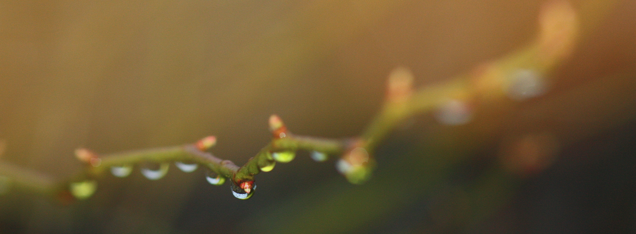 Canon EF 100mm F2.8 Macro USM sample photo. Drops photography