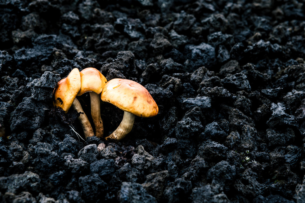 Canon EOS-1D X sample photo. Break through photography