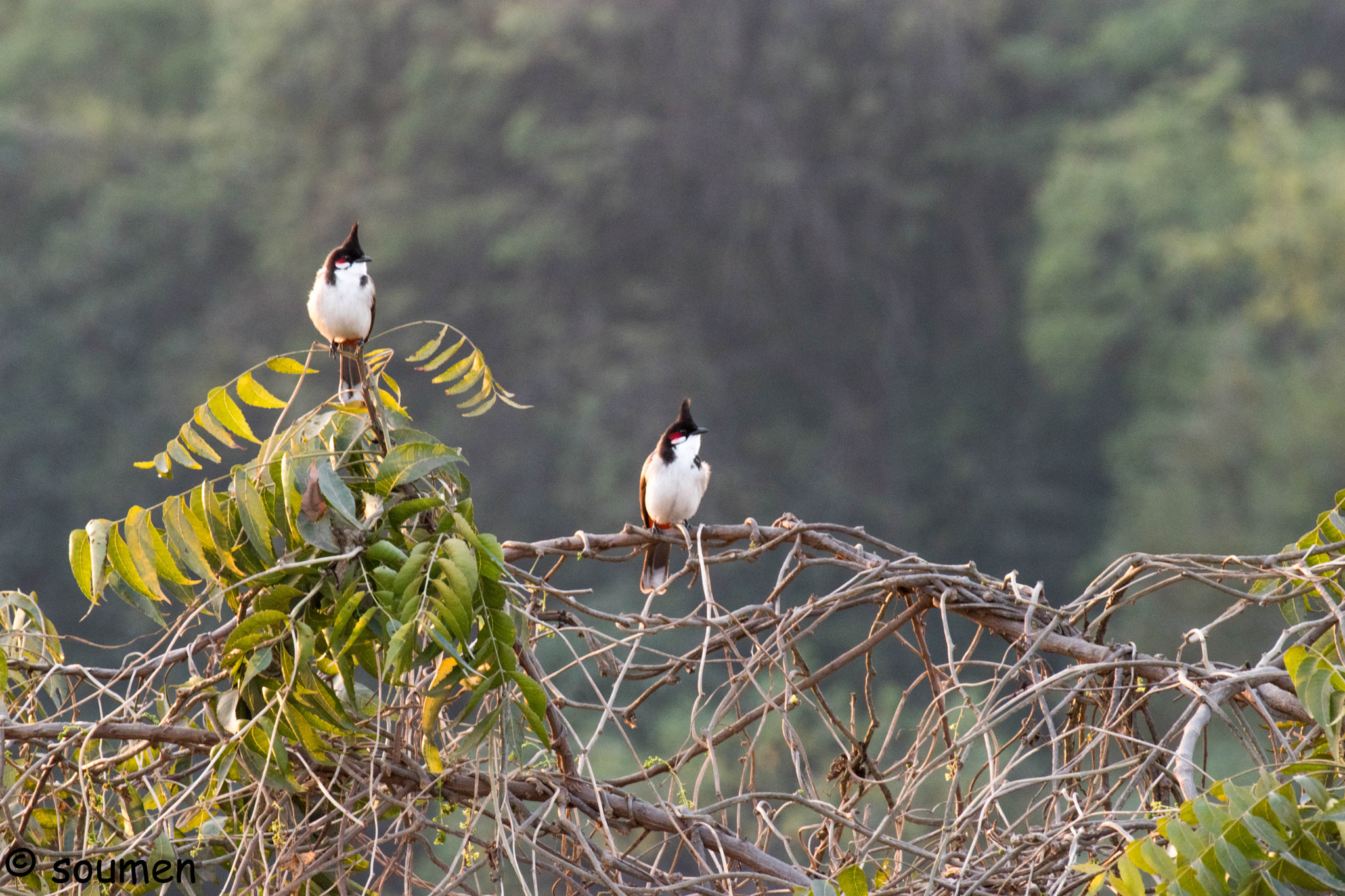 Nikon D5500 sample photo. Red whiskered bulbul photography