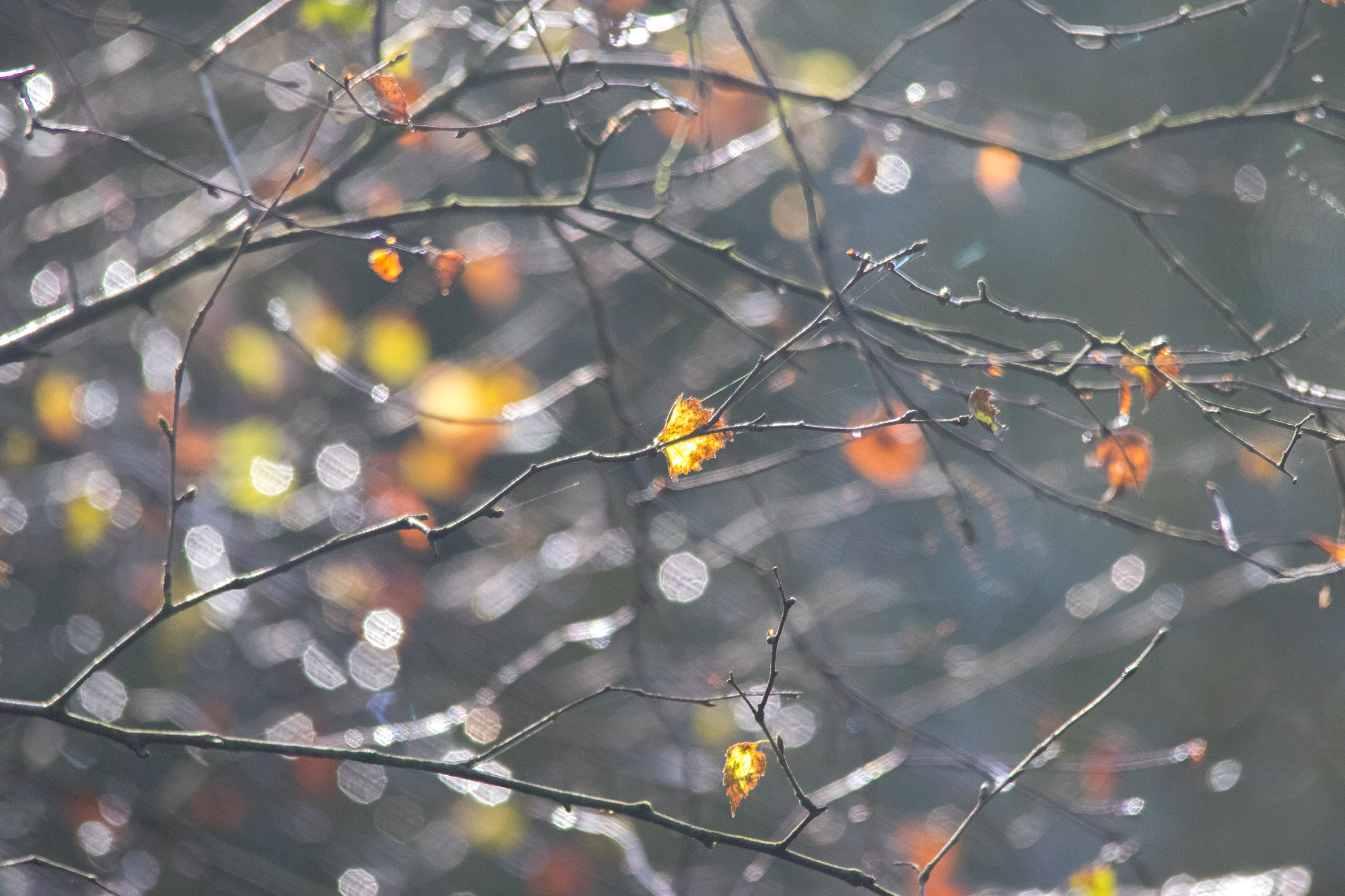 Sigma 150-500mm F5-6.3 DG OS HSM sample photo. Dewdrop gems photography