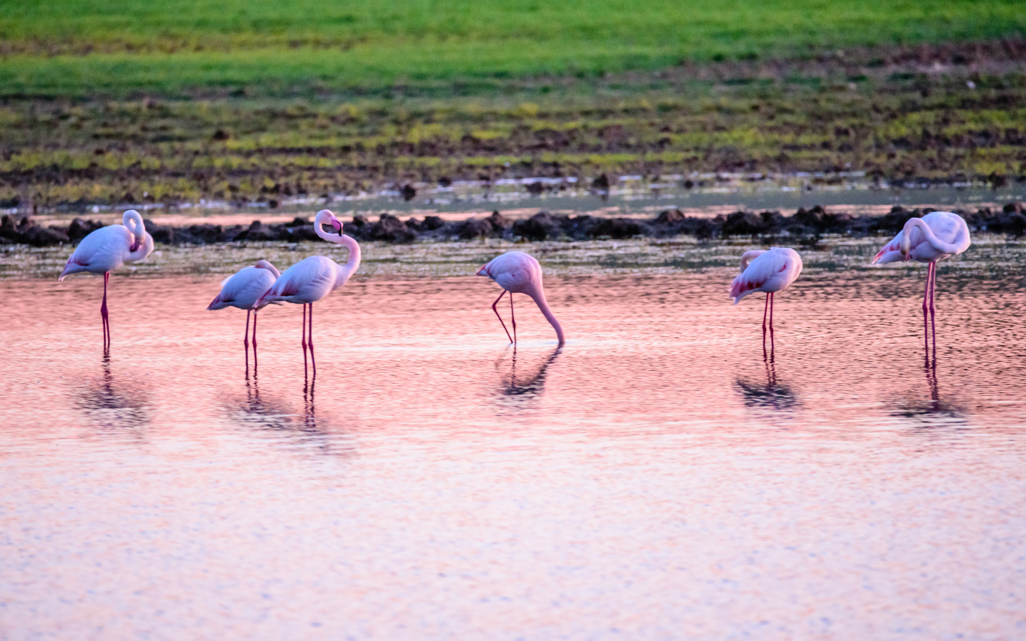 Nikon D750 sample photo. Flamingos eating in the lagoon at sunset photography