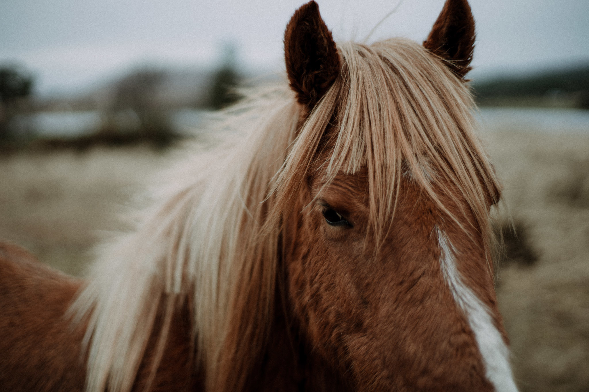 Sony a7 II + Sony DT 50mm F1.8 SAM sample photo. Connemara, ireland photography