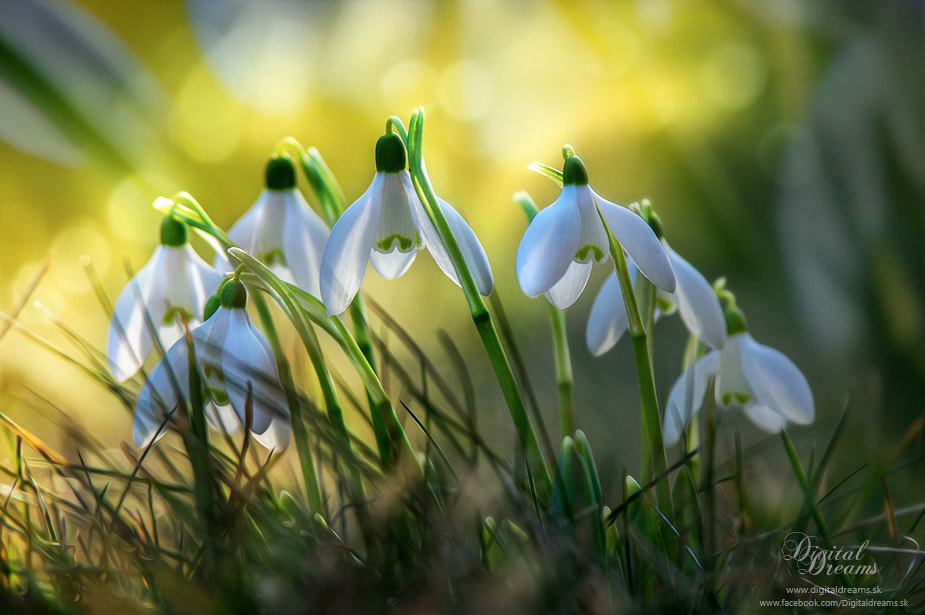 Tamron SP AF 70-200mm F2.8 Di LD (IF) MACRO sample photo. Snowdrops photography