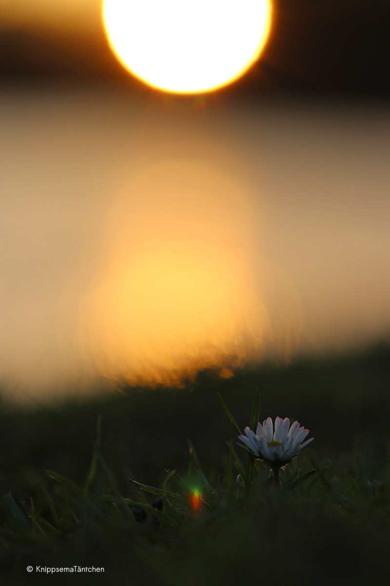 Canon EOS 80D + Sigma 105mm F2.8 EX DG OS HSM sample photo. ... daisy. photography