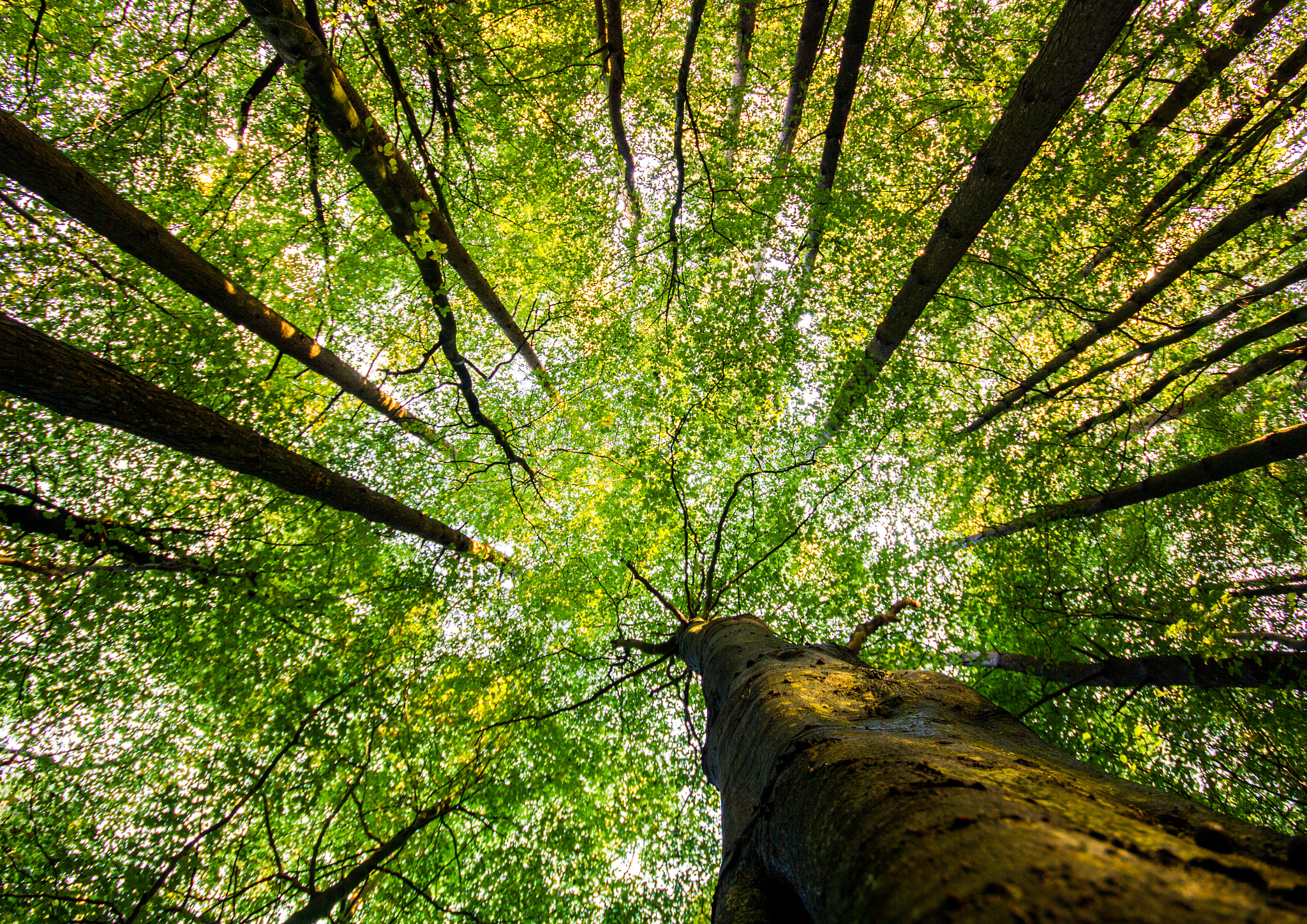 Canon EOS 7D + Sigma 10-20mm F4-5.6 EX DC HSM sample photo. Cathedral of trees photography