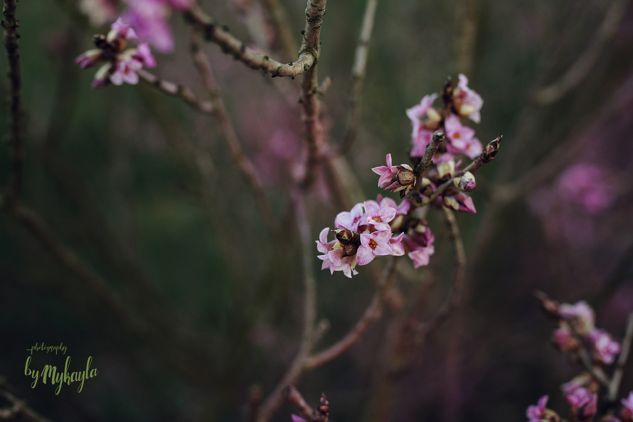 Canon EOS 500D (EOS Rebel T1i / EOS Kiss X3) sample photo. Waking up after winter photography