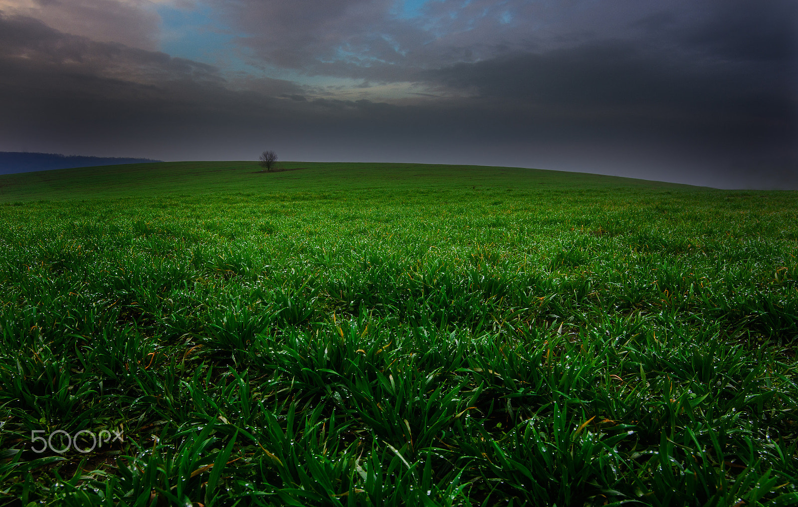 Tokina AT-X Pro 11-16mm F2.8 DX sample photo. Green lands photography
