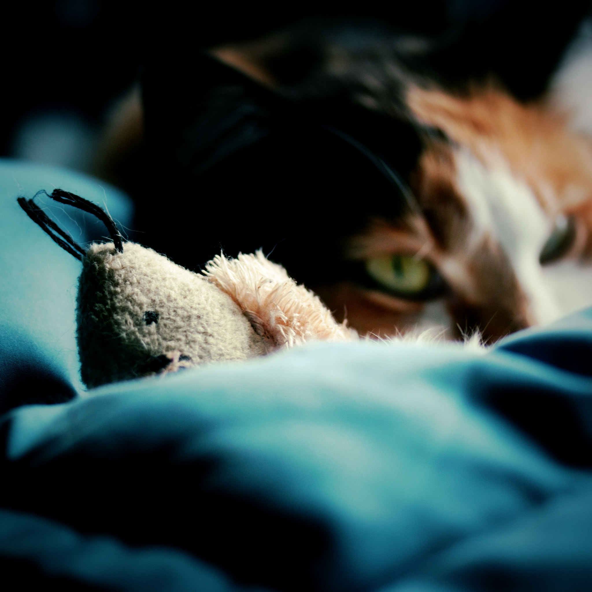 Canon EF-S 60mm F2.8 Macro USM sample photo. Her toy photography