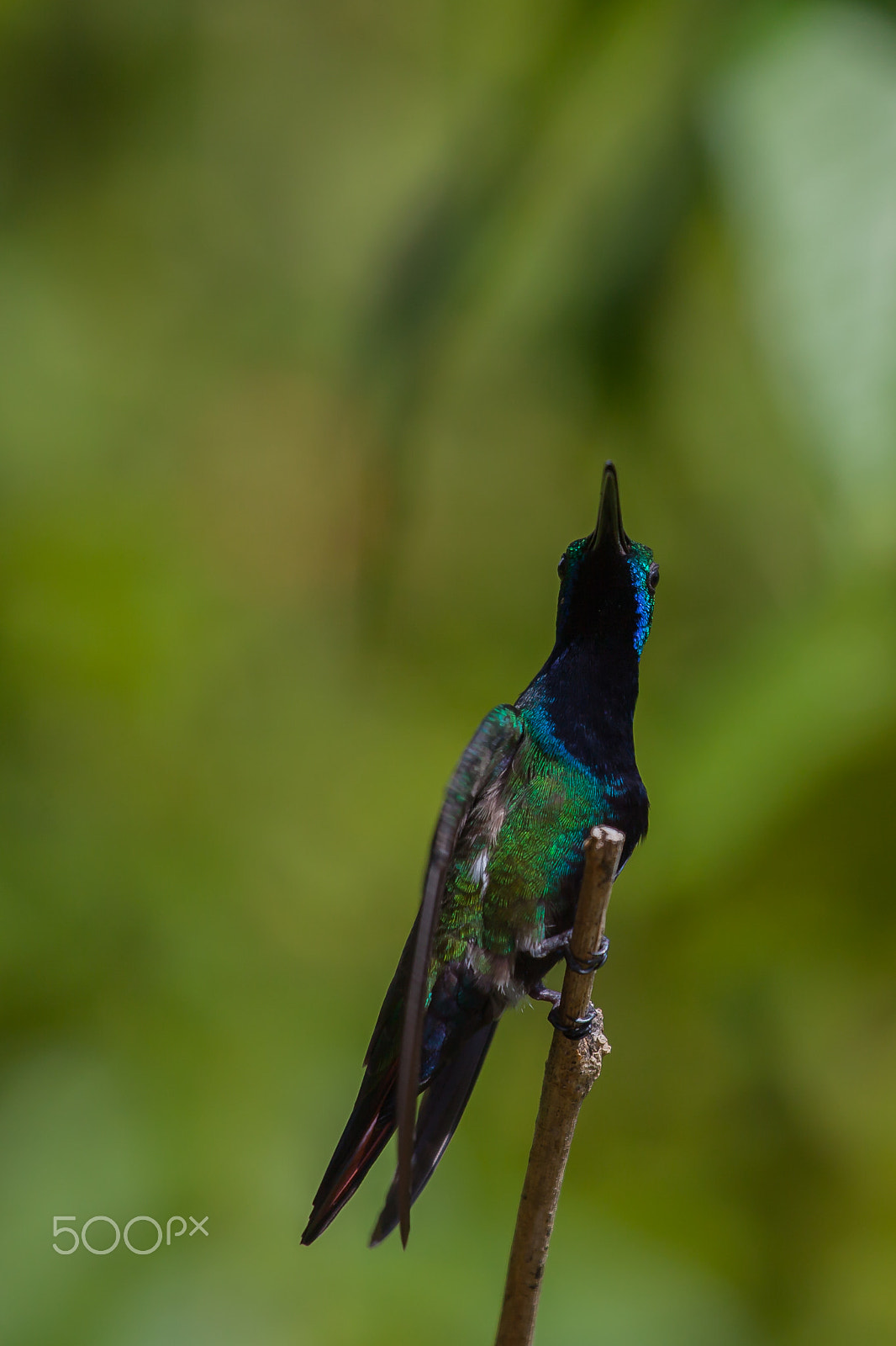Canon EF 100-400mm F4.5-5.6L IS USM sample photo. Humming bird photography