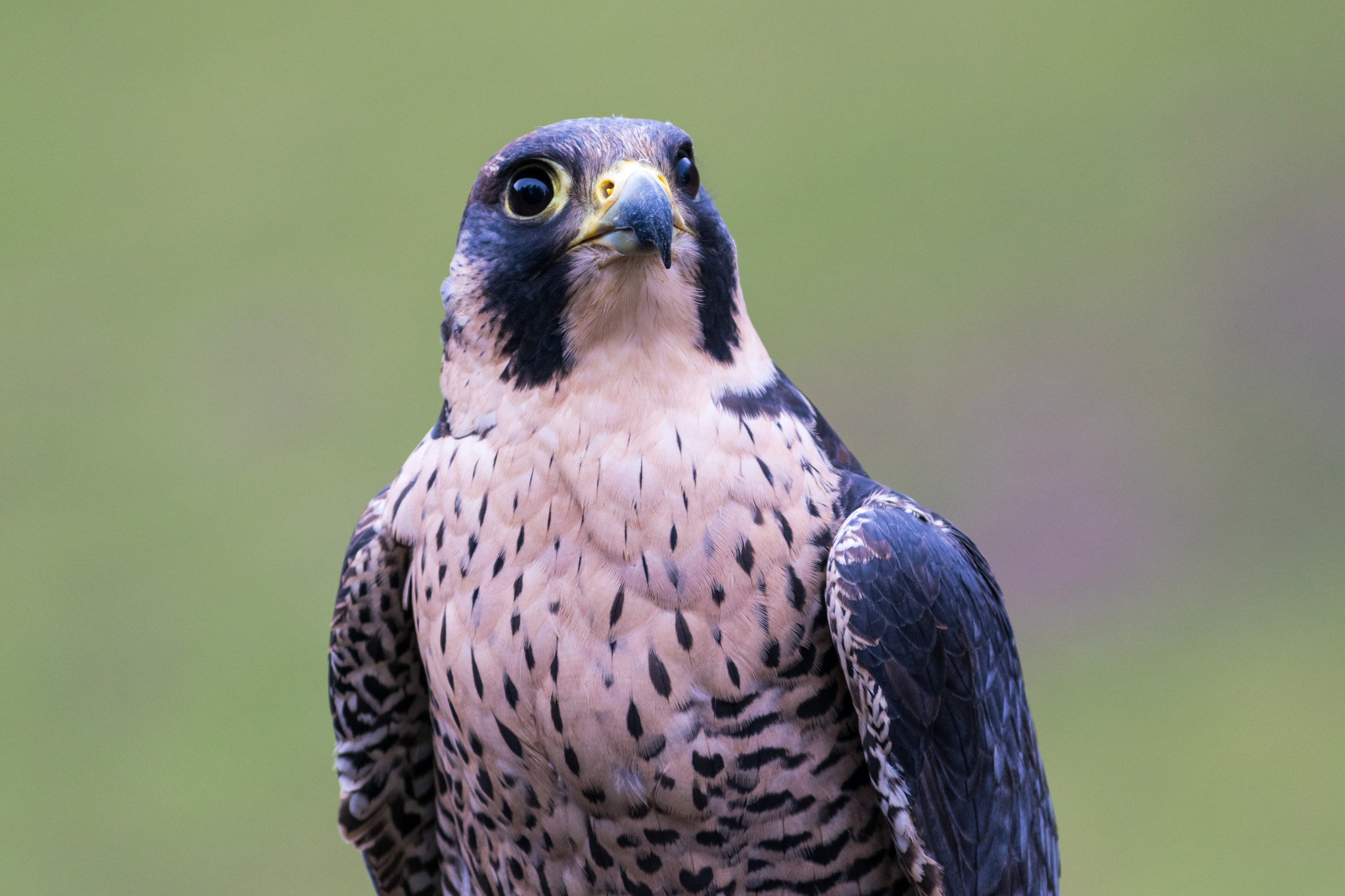 Nikon D3300 + Sigma 70-300mm F4-5.6 DG OS sample photo. Peregrine photography