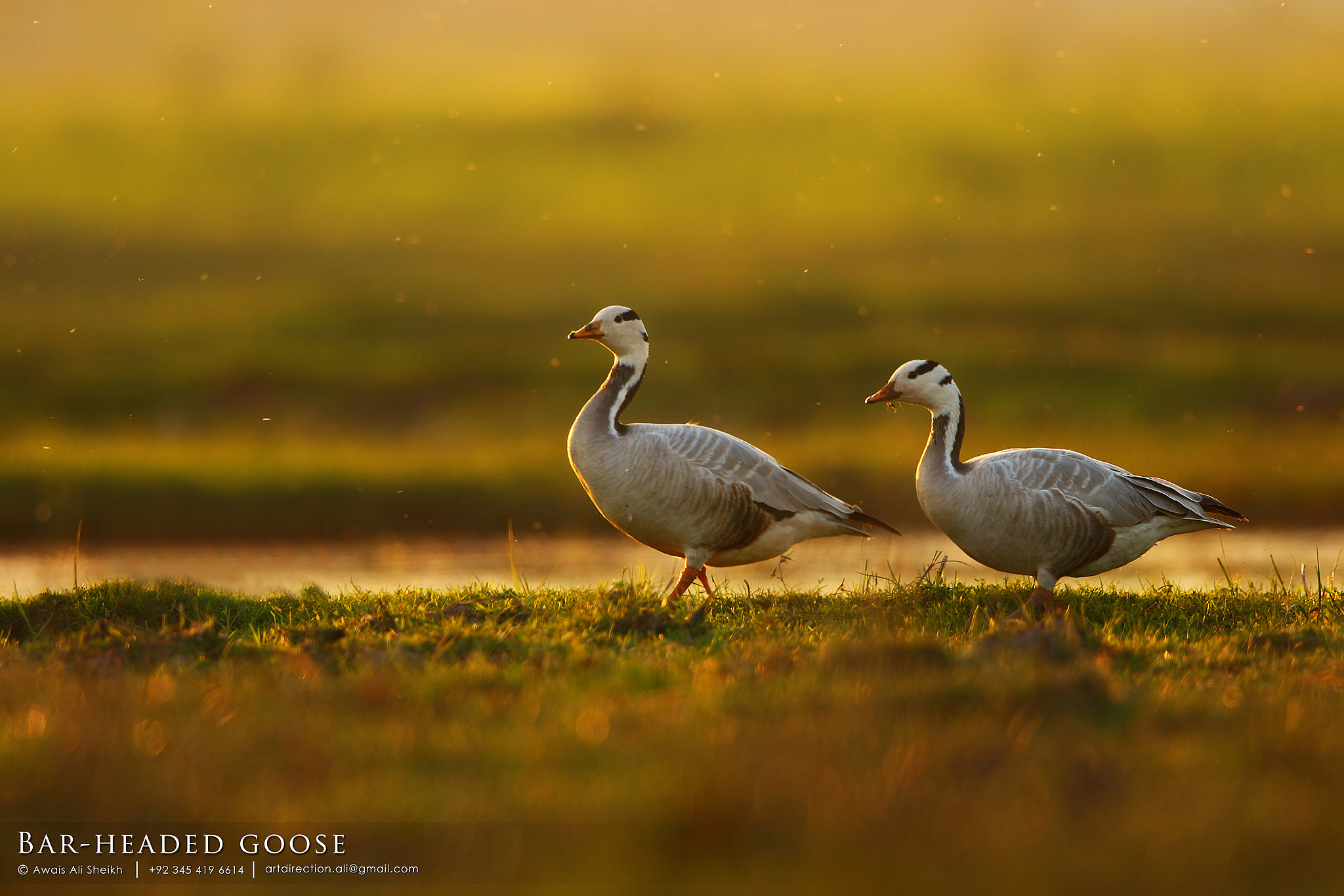 Canon EF 500mm F4L IS II USM sample photo. Bar headed goose photography