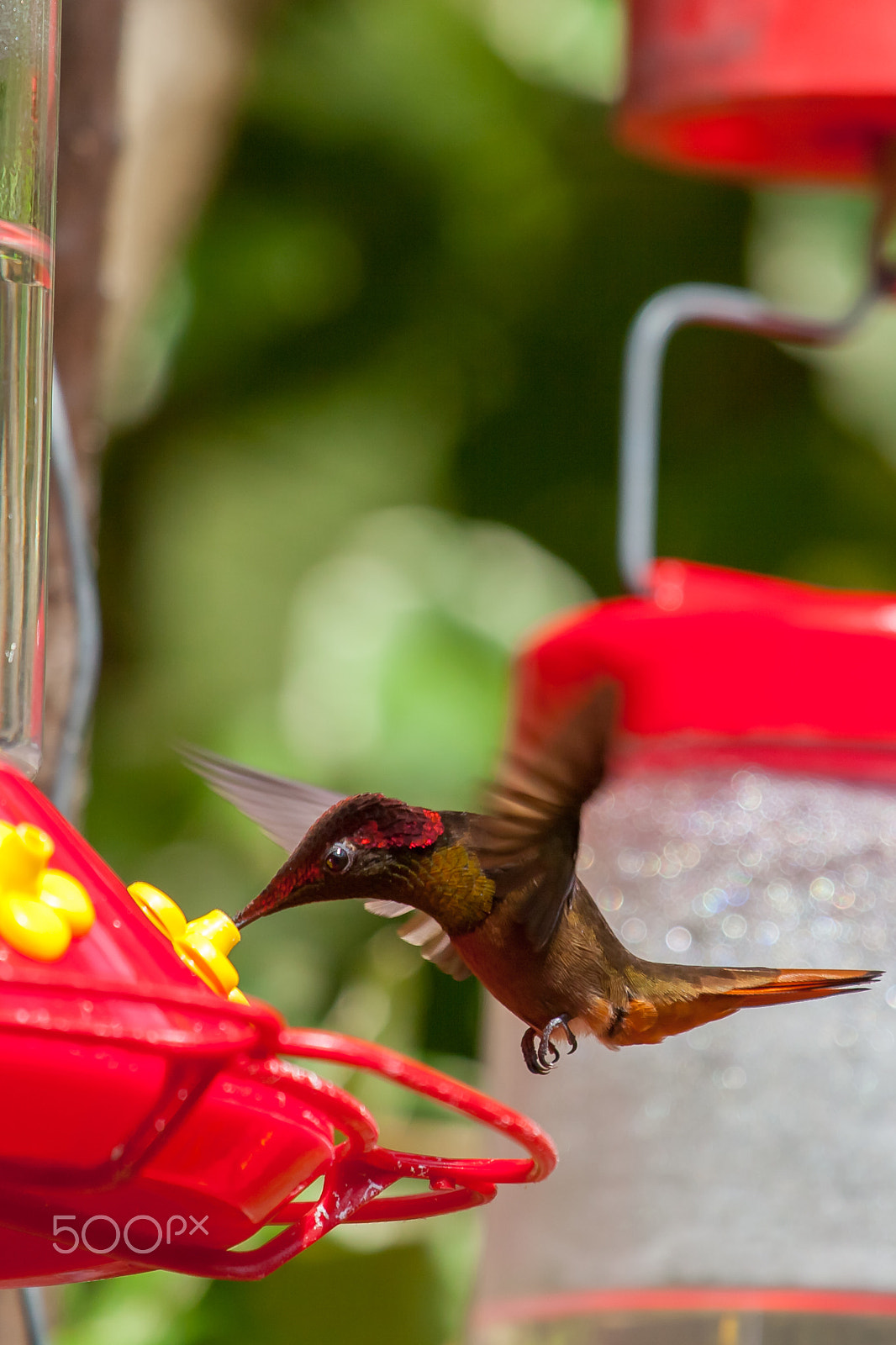 Canon EF 100-400mm F4.5-5.6L IS USM sample photo. Feeding a humming bird photography