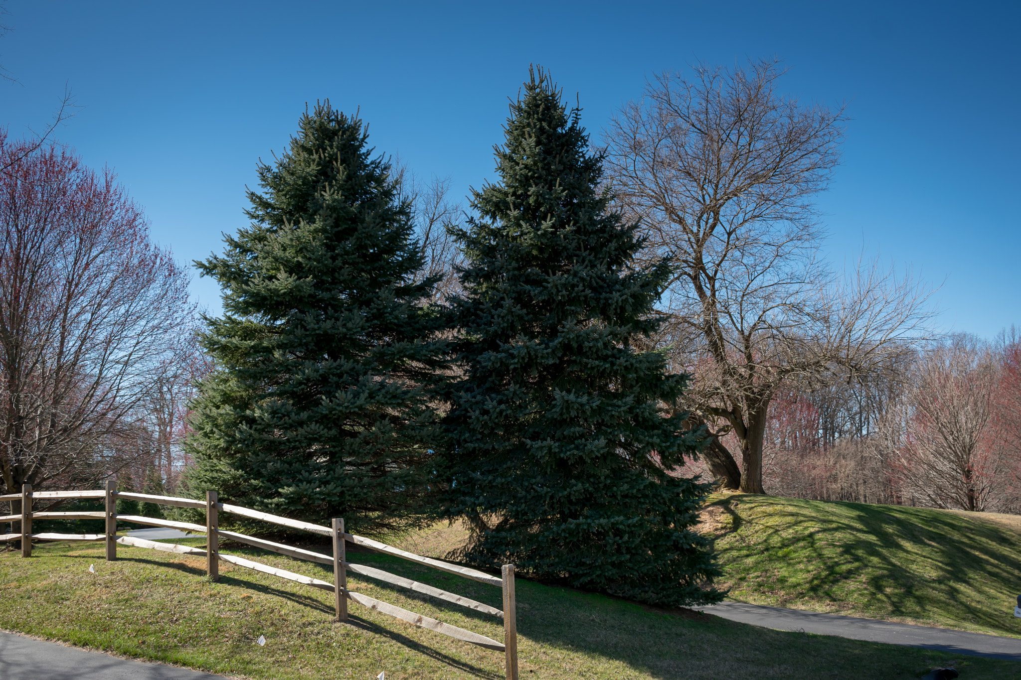 Nikon D3400 sample photo. Married pines photography