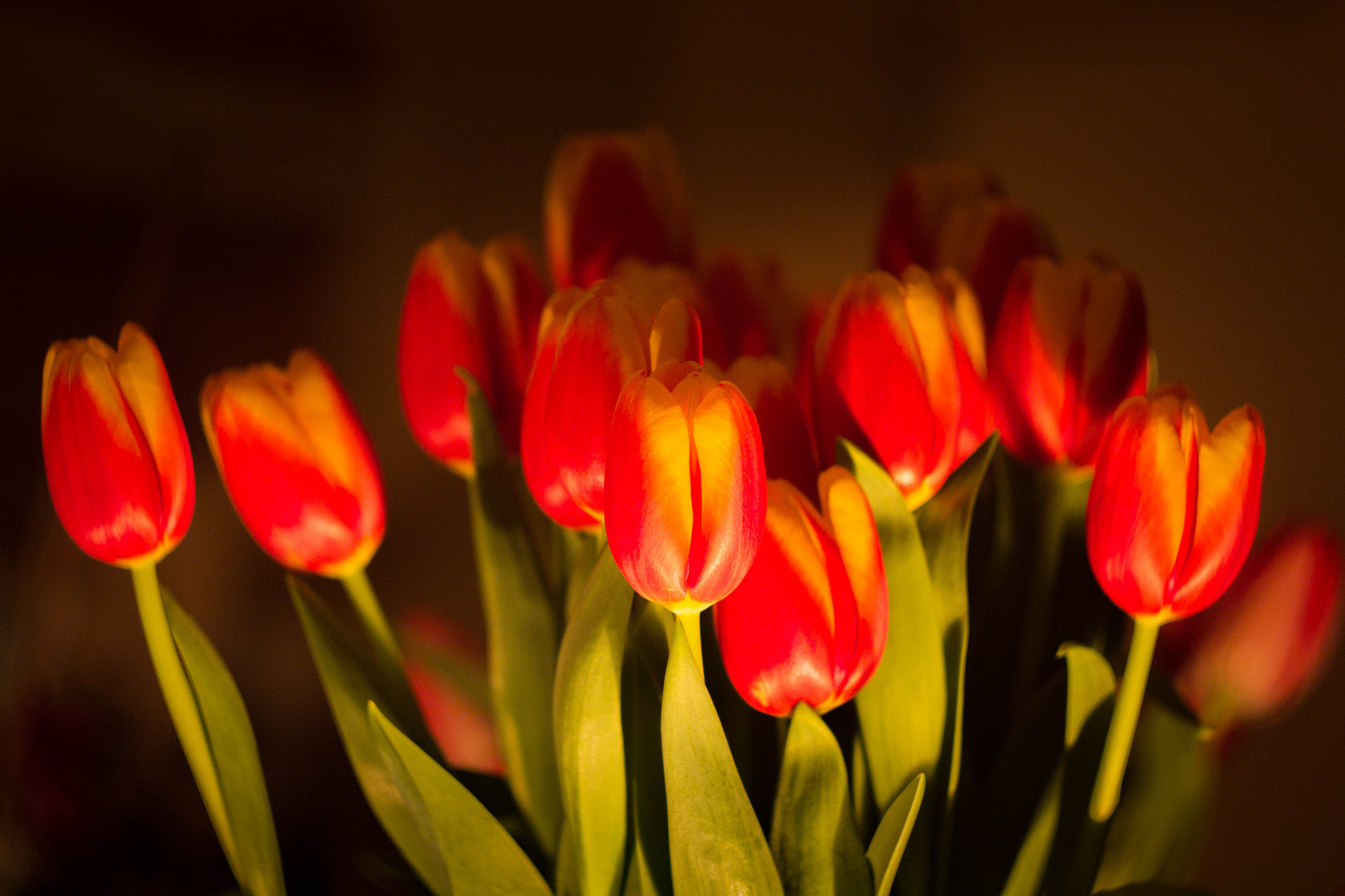 Canon EF 35-80mm f/4-5.6 sample photo. March 8th photography