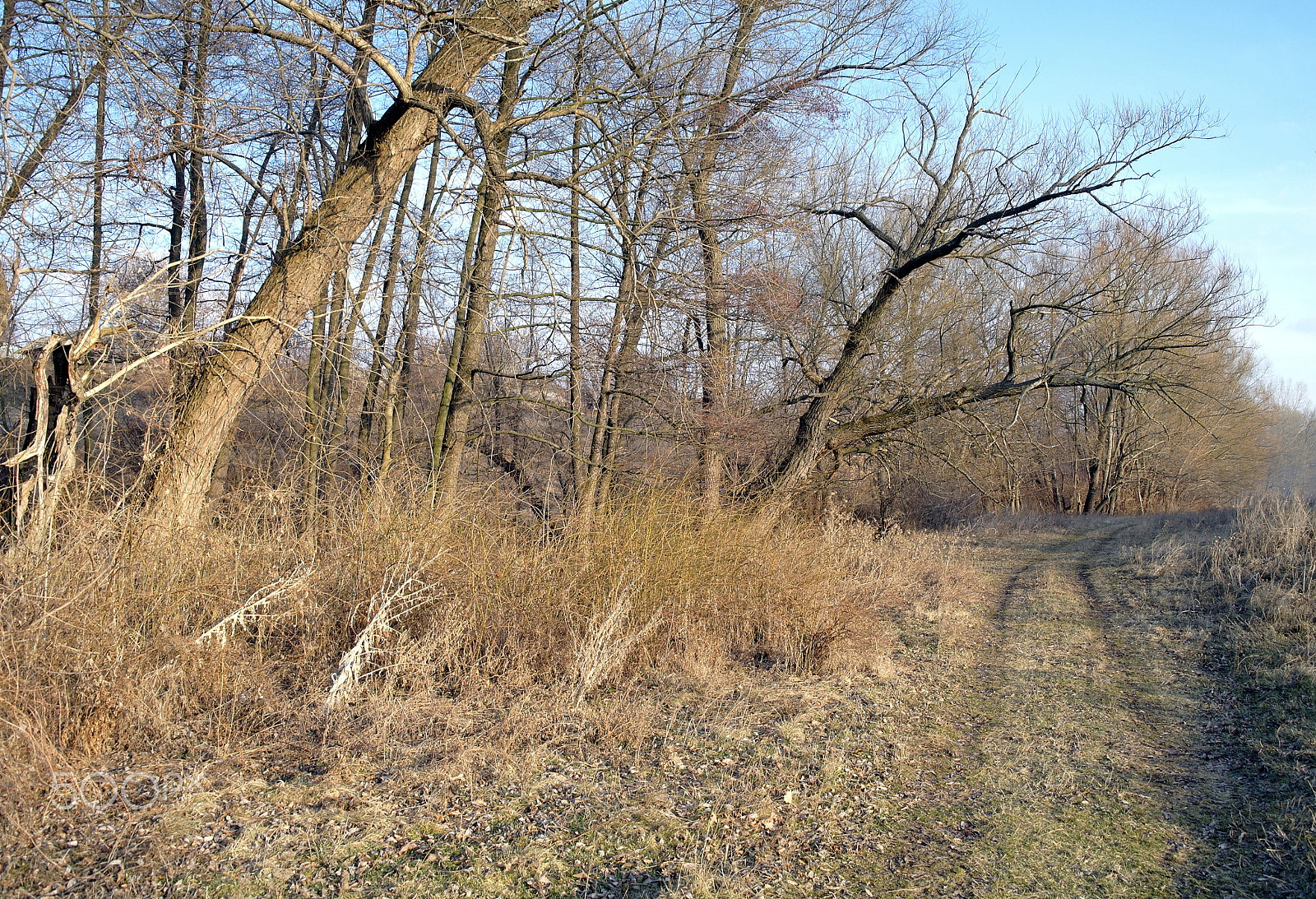 Samsung NX5 sample photo. Trees, road, spring photography