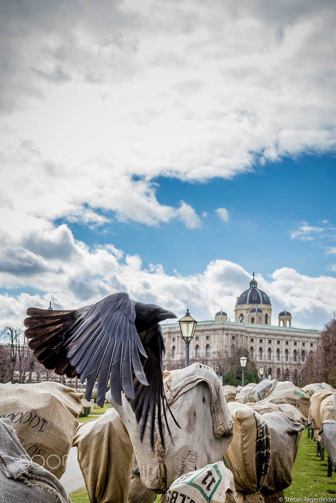 Nikon AF-S Nikkor 14-24mm F2.8G ED sample photo. Crow crashing framing photography