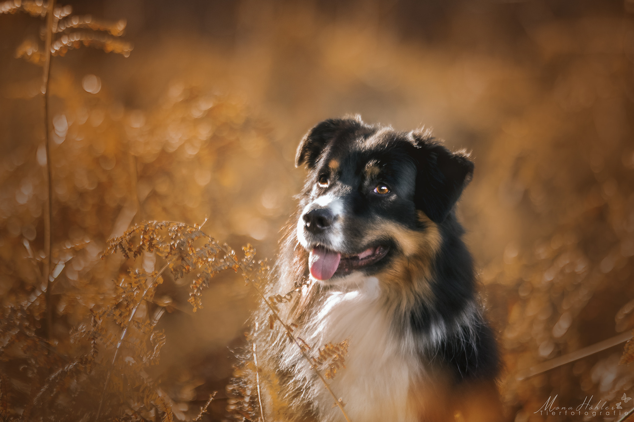 Nikon AF Nikkor 180mm F2.8D ED-IF sample photo. Magical autumn photography