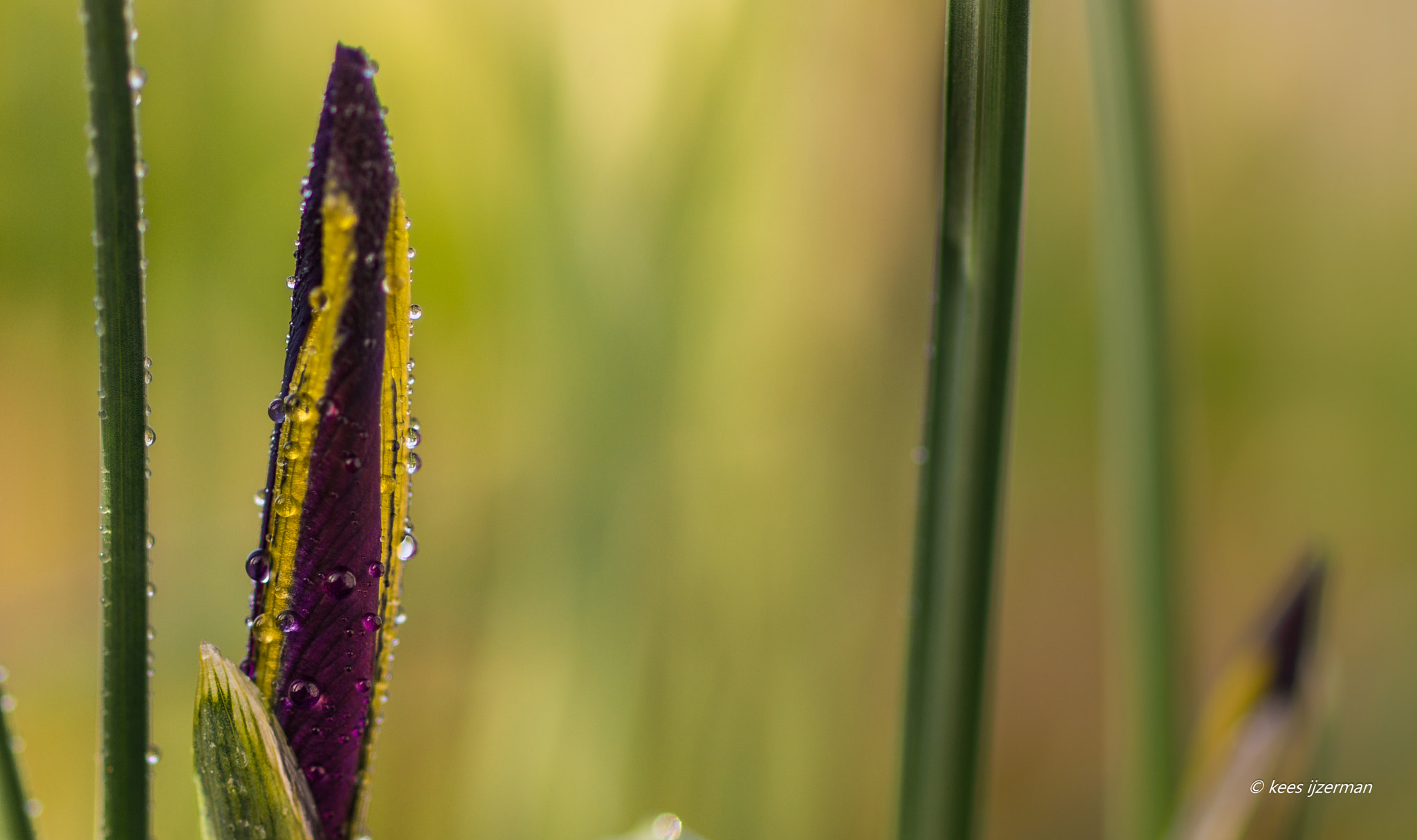 Sony SLT-A77 + Sony 100mm F2.8 Macro sample photo. Iris. photography