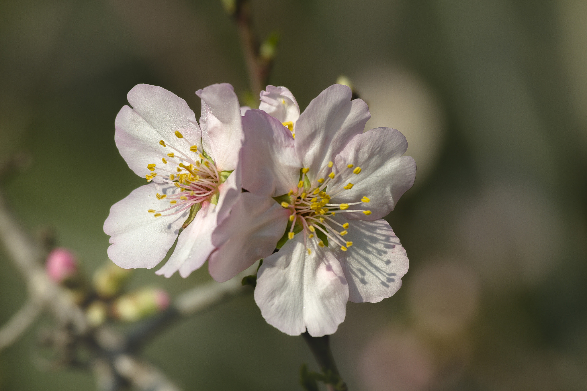 Canon EOS 7D + Canon EF 70-200mm F4L IS USM sample photo. Almond blossoms photography