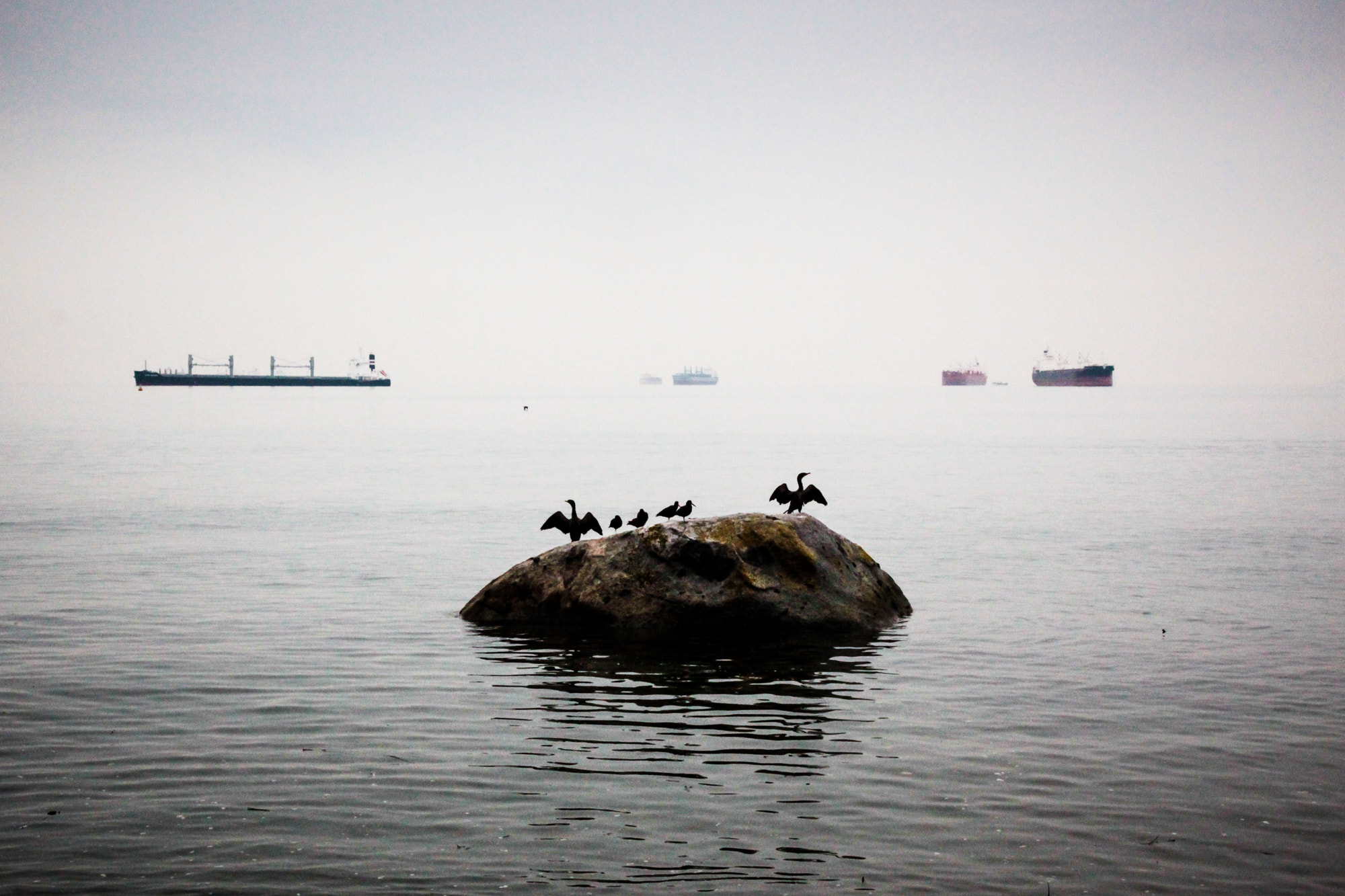 Sigma 18-250mm F3.5-6.3 DC OS HSM sample photo. Stretching their wings photography