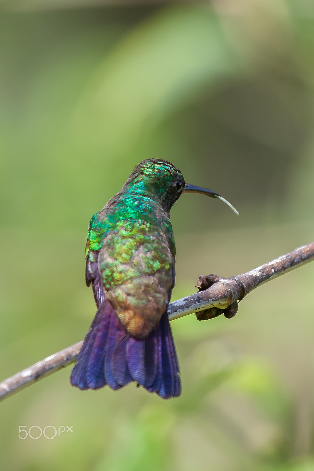Canon EF 100-400mm F4.5-5.6L IS USM sample photo. Humming bird photography