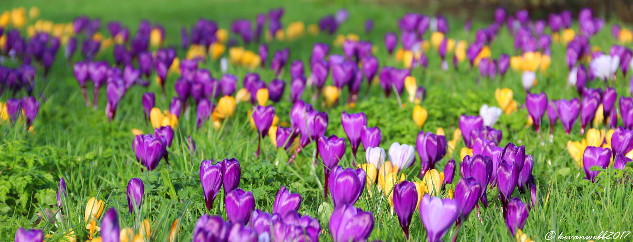 Canon EOS 760D (EOS Rebel T6s / EOS 8000D) sample photo. Spring has arrived photography