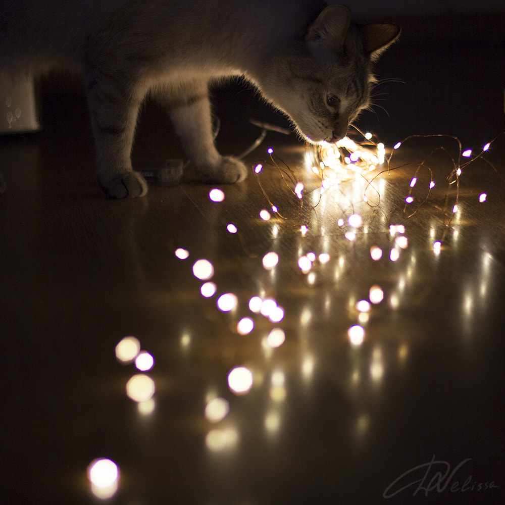 Canon EOS 50D + Canon EF 50mm F1.4 USM sample photo. Fluffy light photography