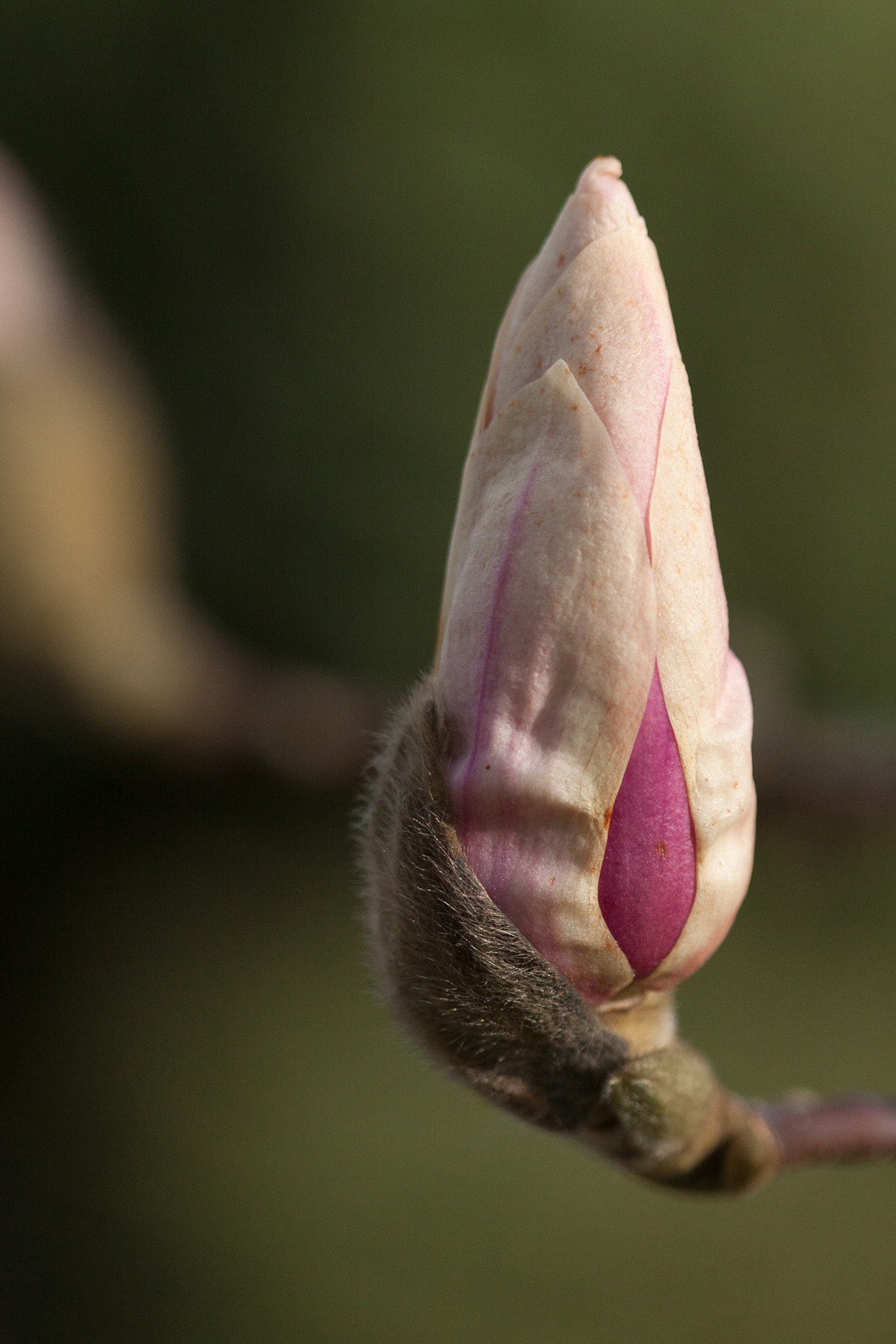 Canon EF 100mm F2.8 Macro USM sample photo. Naissance (birth) photography