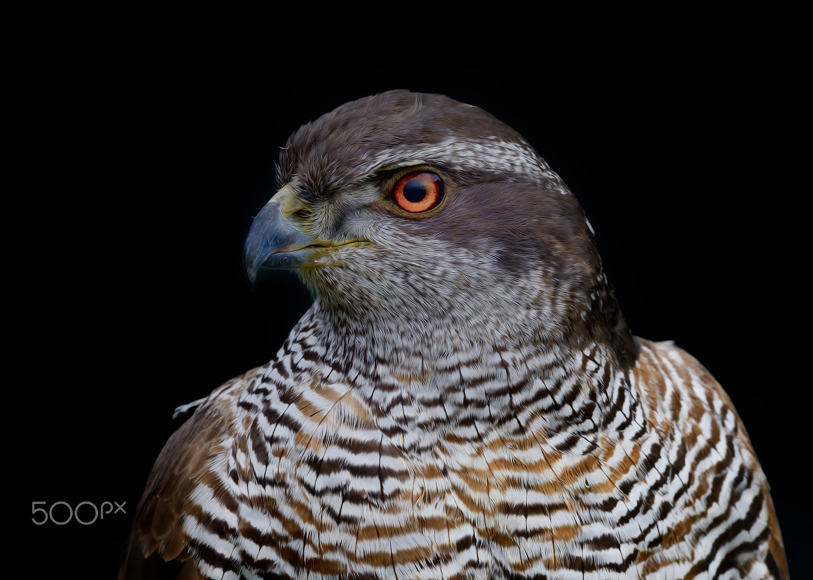 Sigma 150-600mm F5-6.3 DG OS HSM | S sample photo. Horus 2 photography