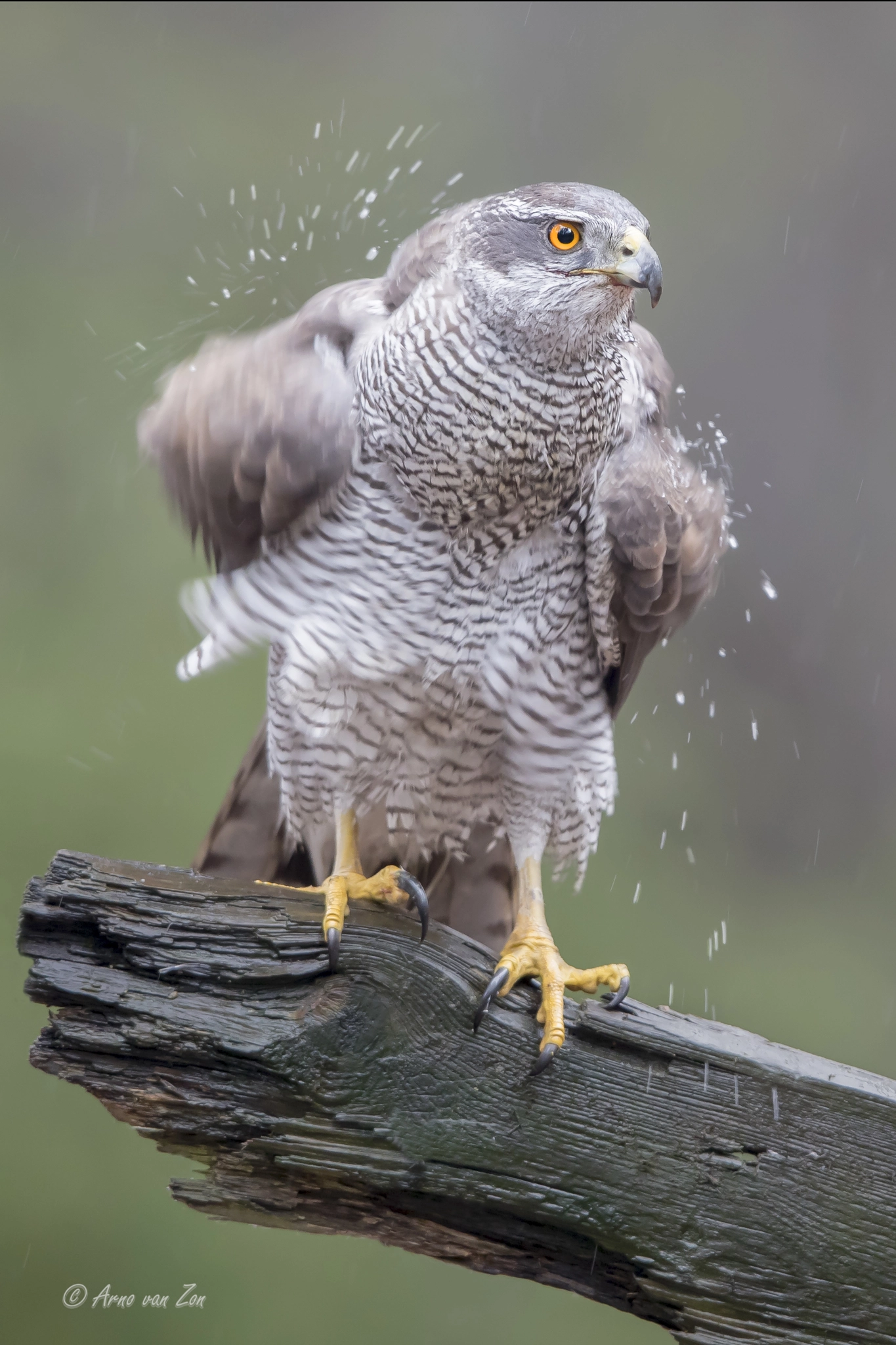 Canon EF 600mm F4L IS II USM sample photo. Shake it..... photography