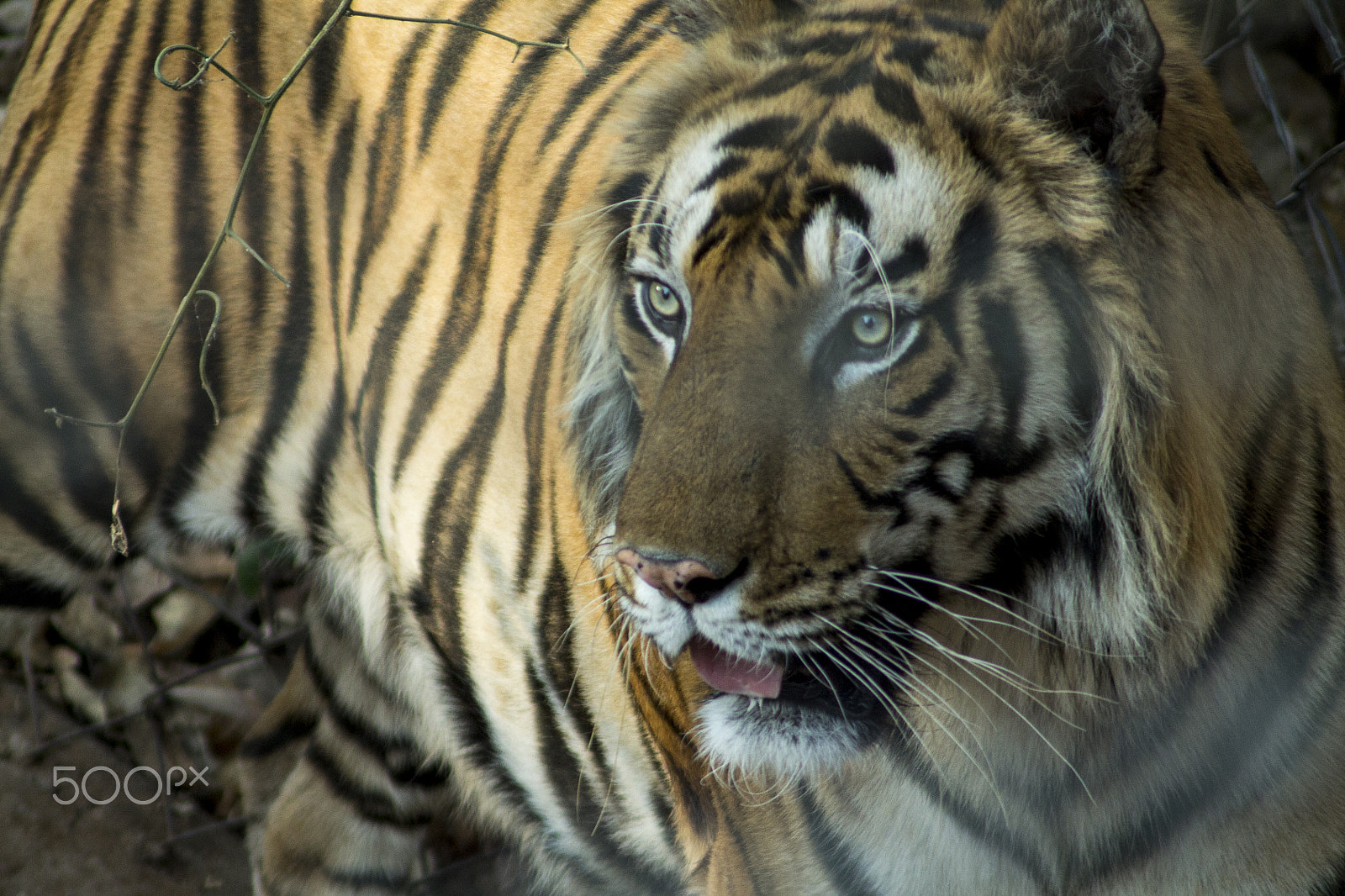 Canon EOS 1100D (EOS Rebel T3 / EOS Kiss X50) sample photo. Majestic beast photography