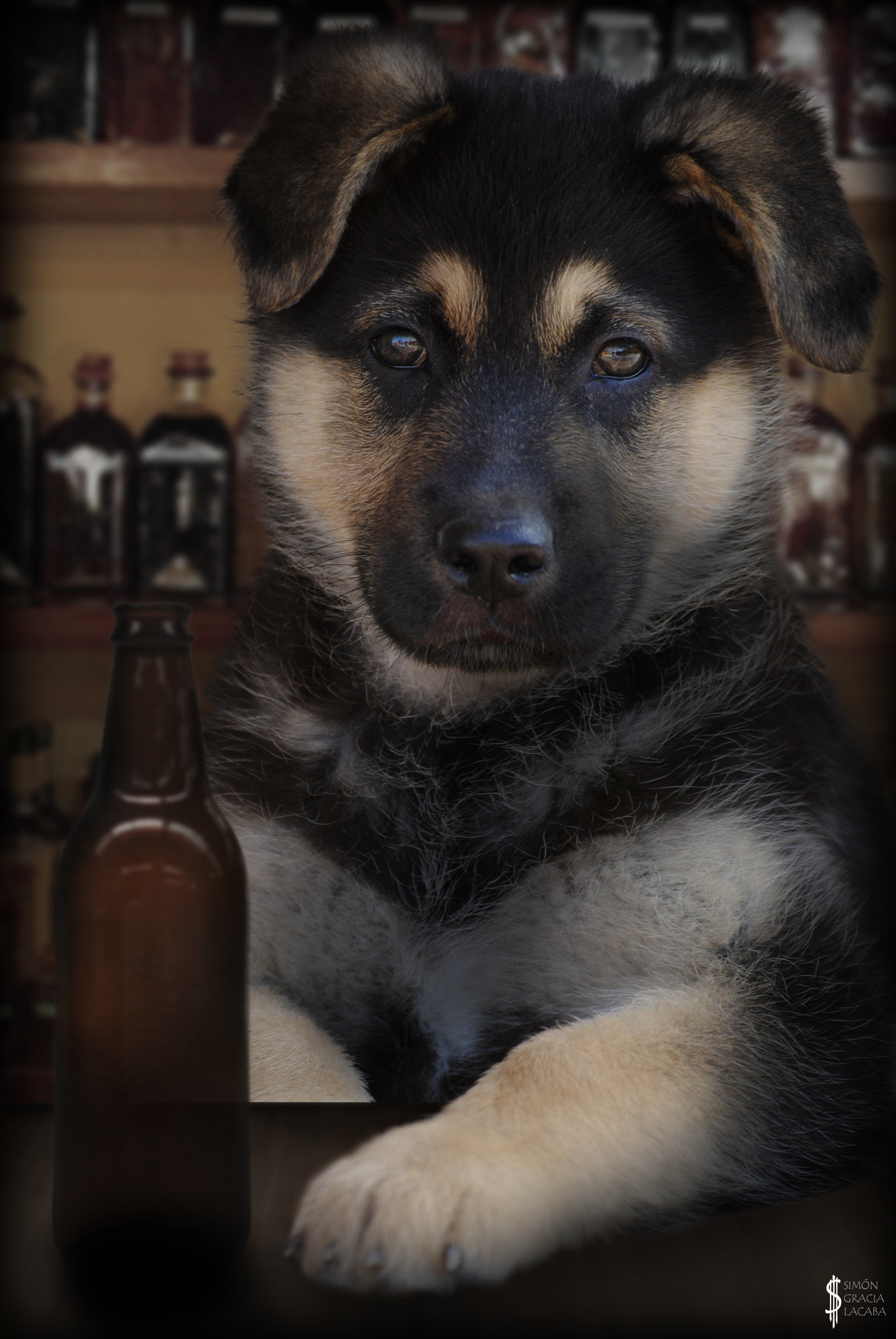 Nikon D3000 sample photo. Can-marero (waiter dog) photography