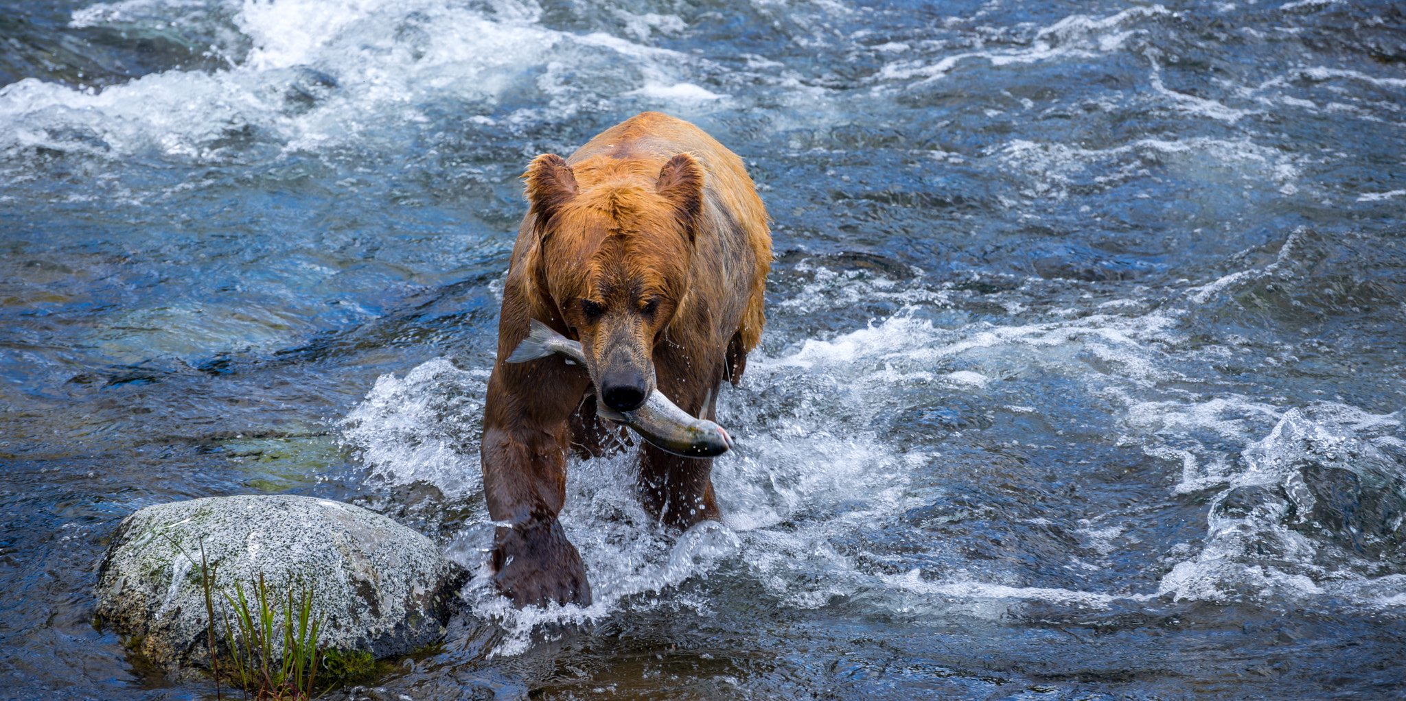 Nikon D600 sample photo. Bear and salmon photography