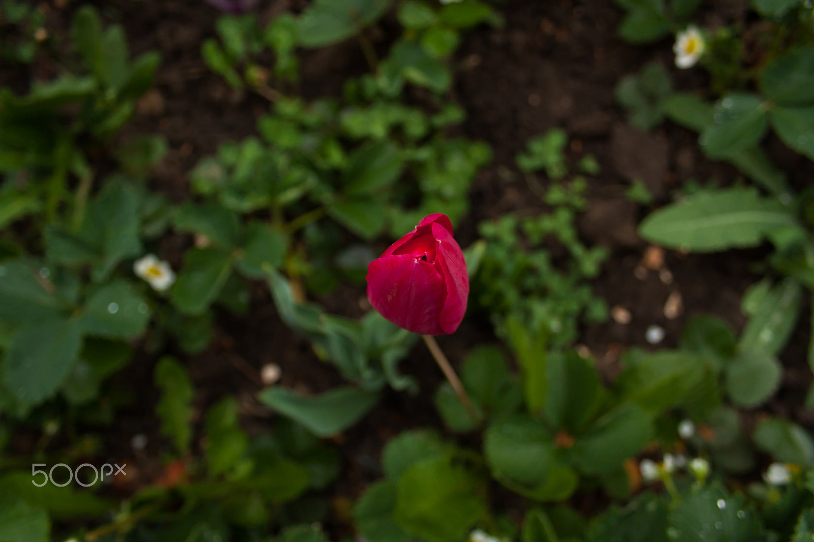 Canon EOS 40D sample photo. Little tulip photography